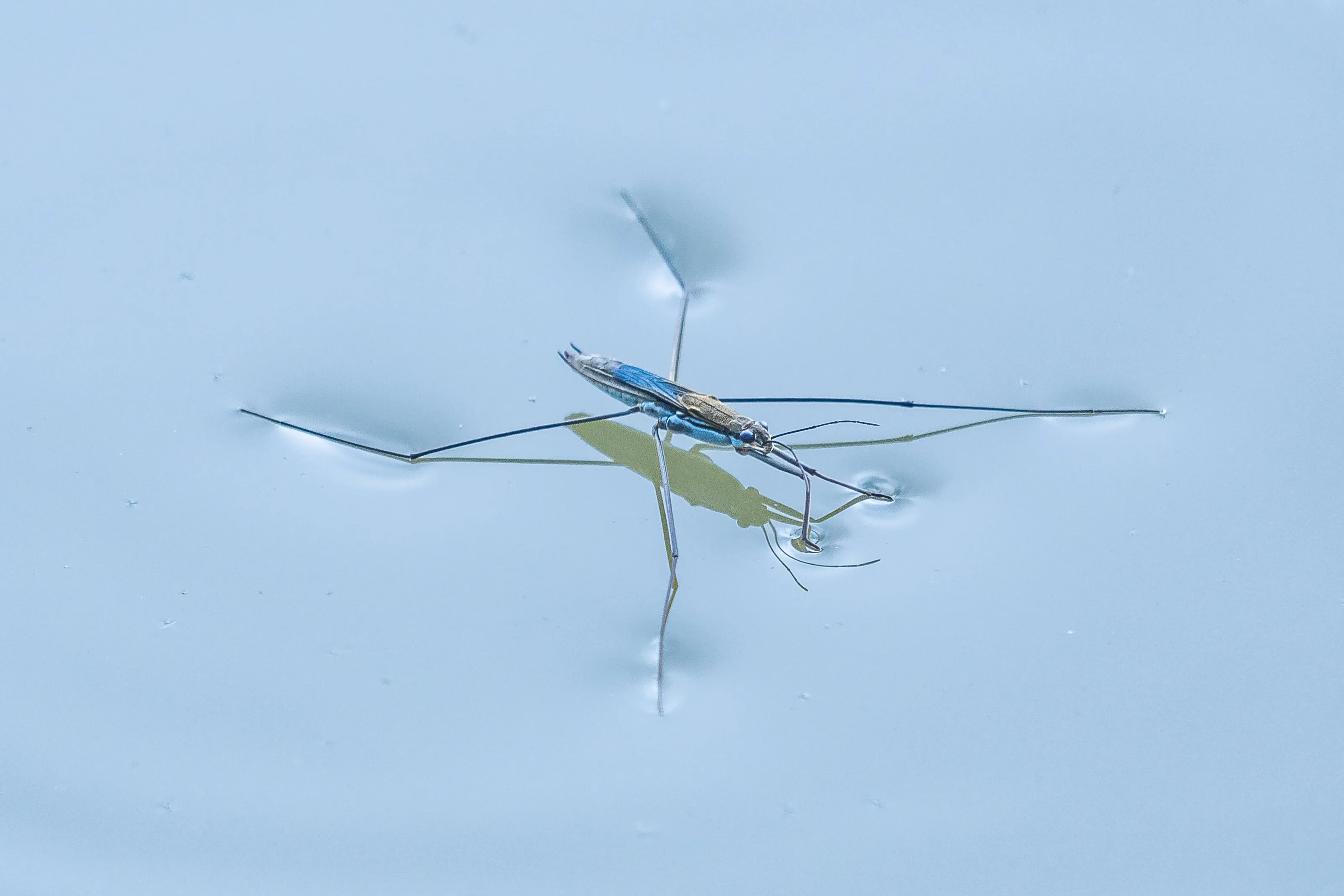 water strider, Wasserläufer