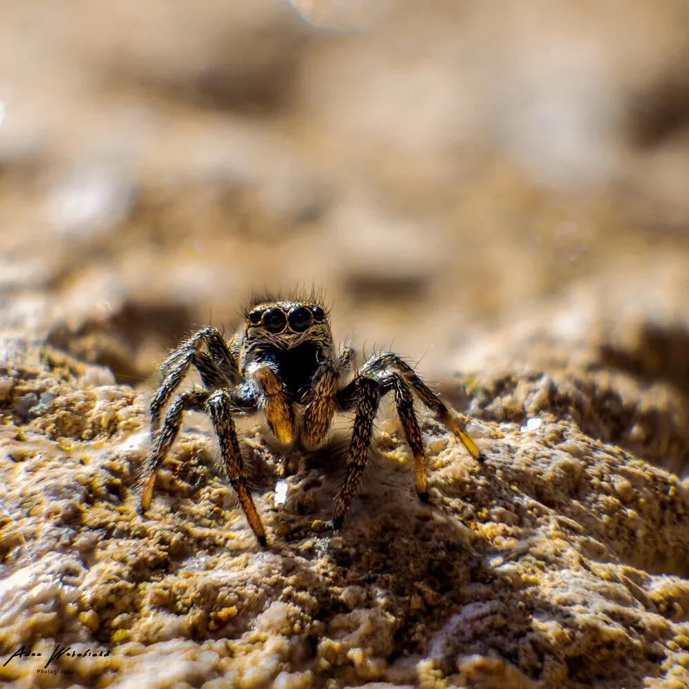 Entry 13806032
