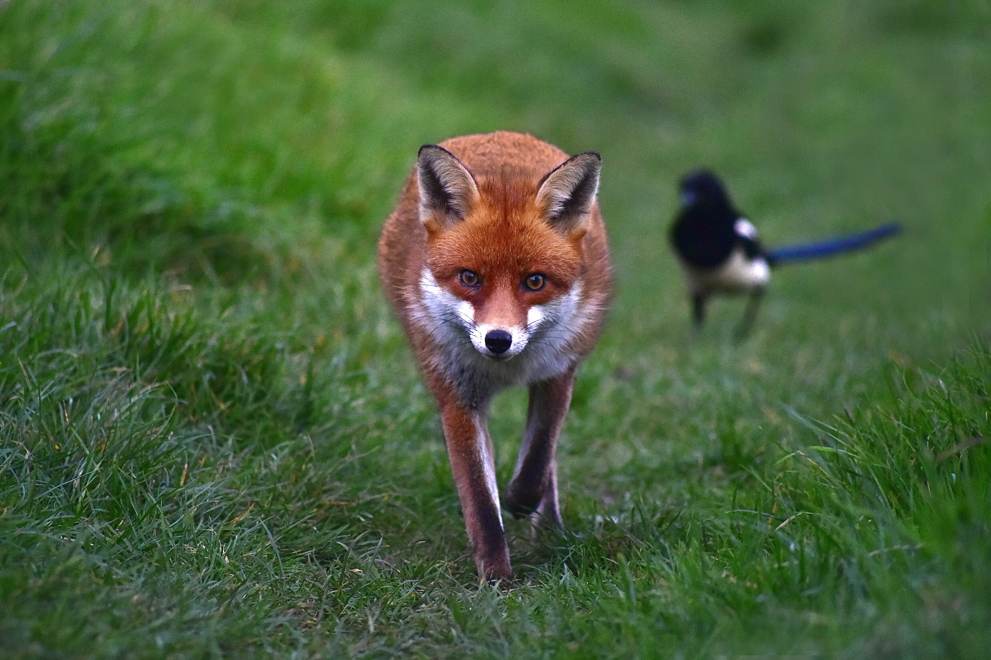 Fox trot