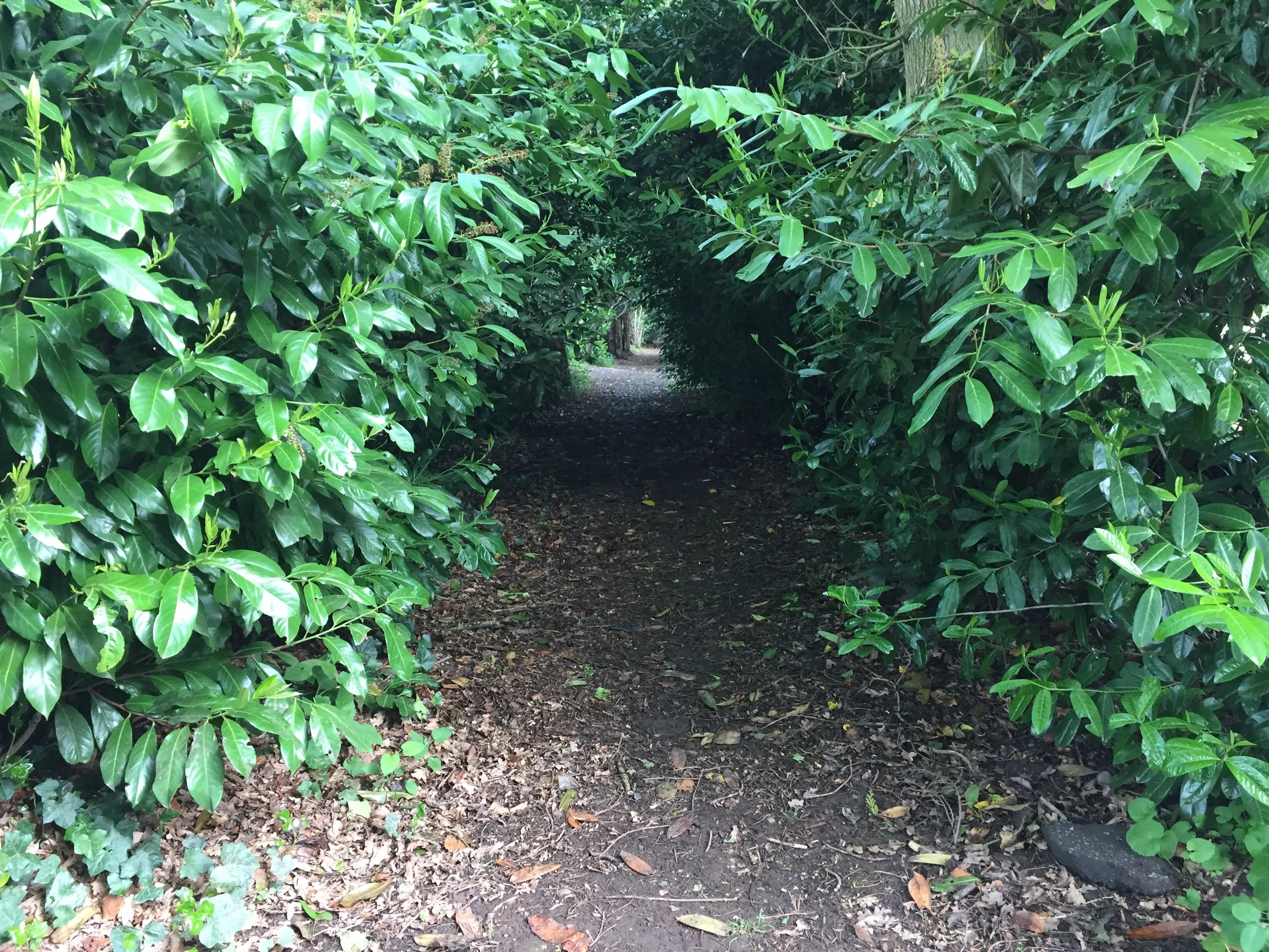 Tree Tunnel