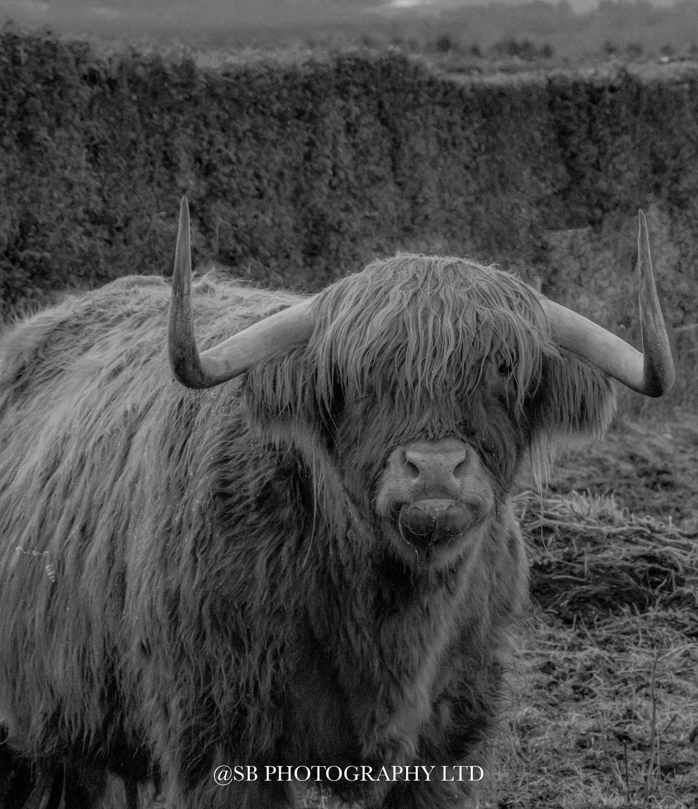 Murdo The Highland Cow