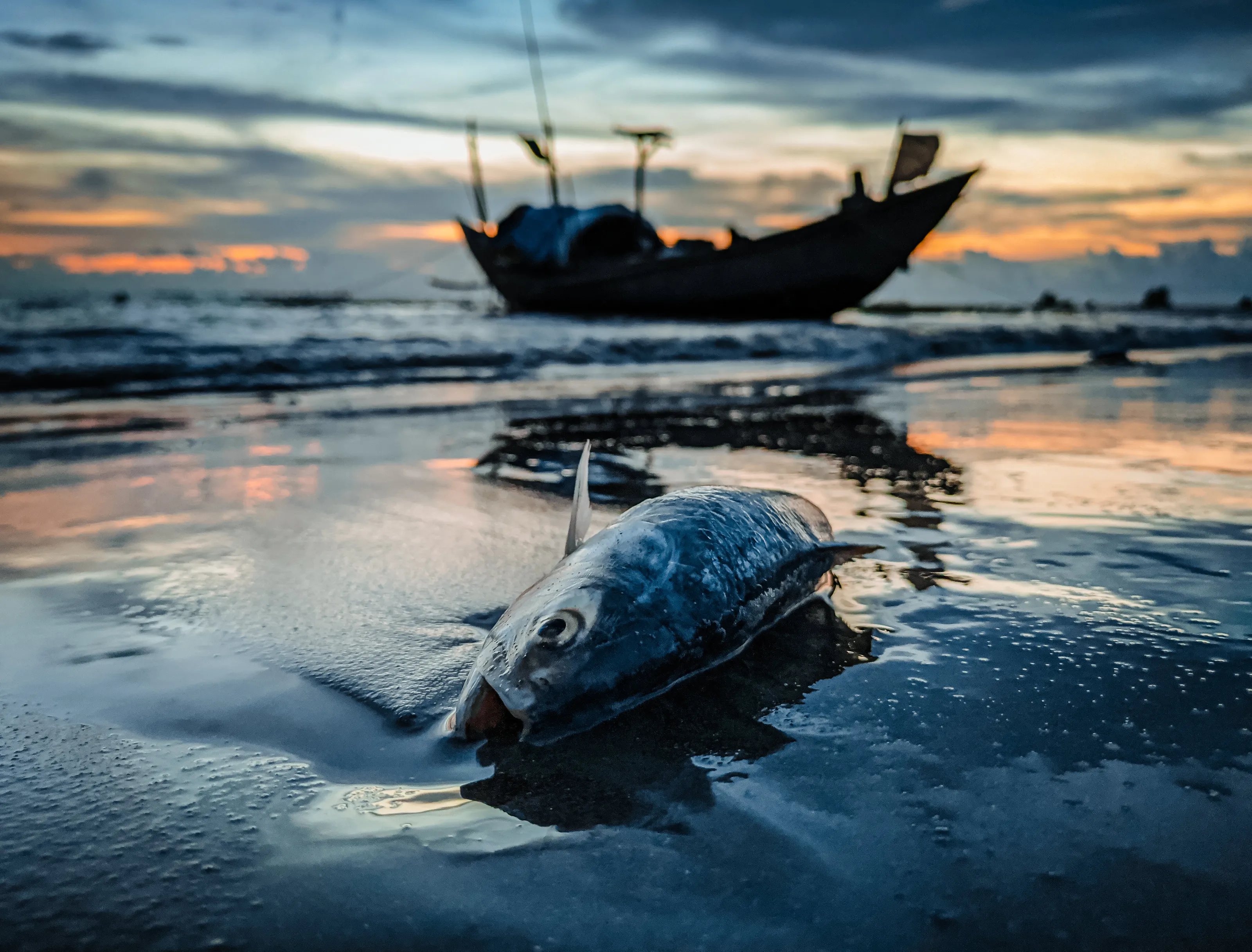 Dead Fish on Sea Shore