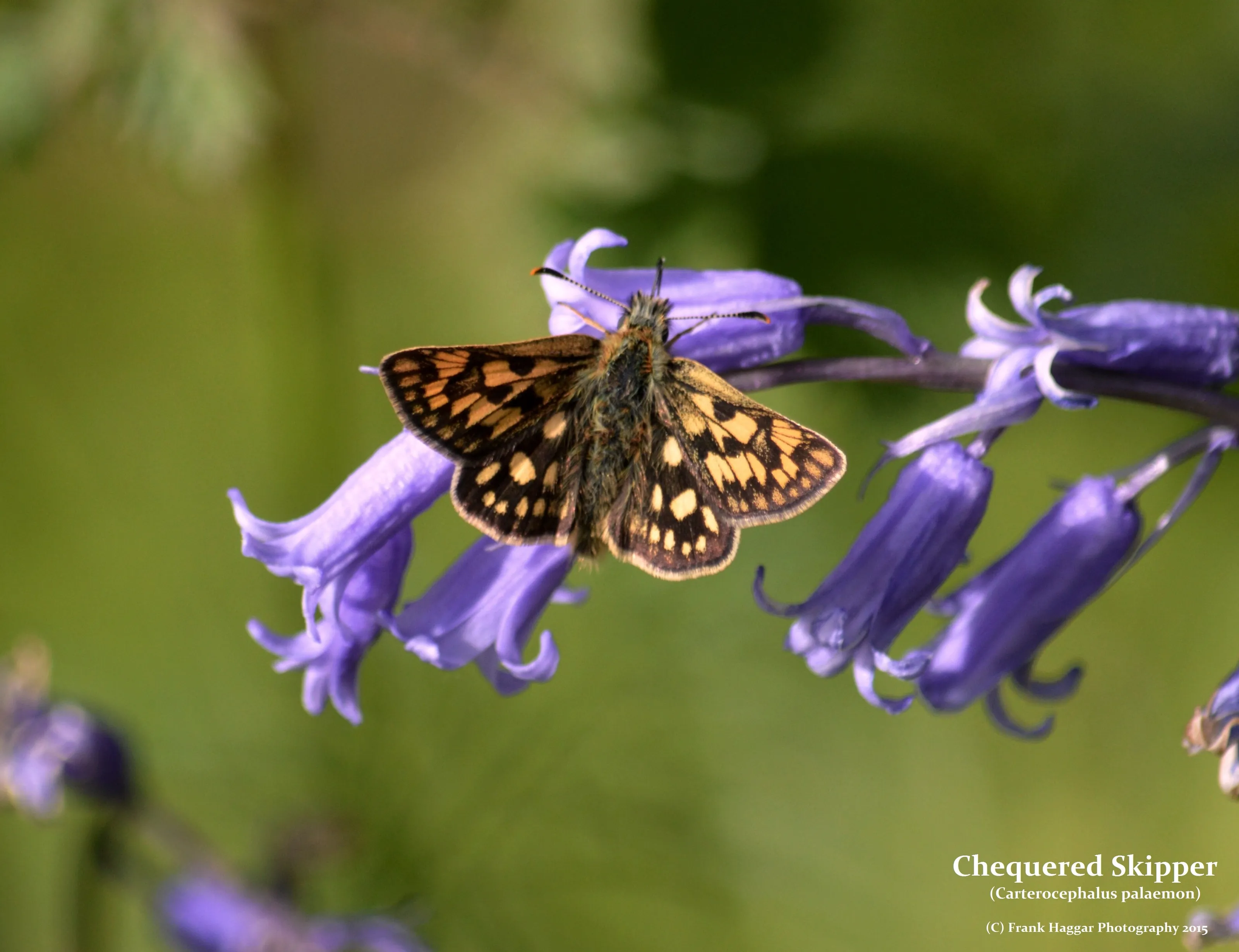 The Chequered Skipper