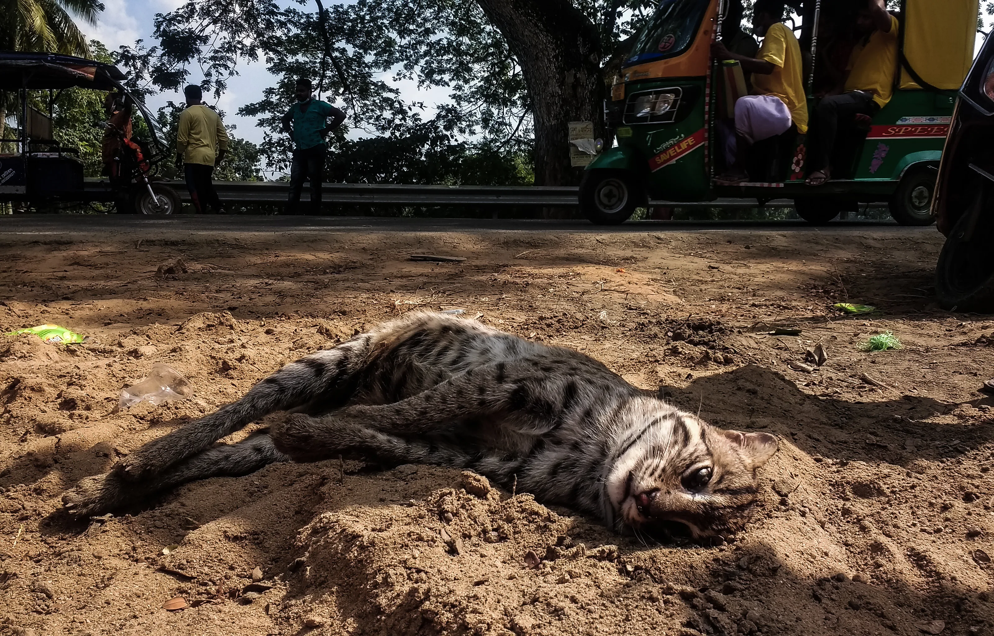 The endangered fishing cat dies on the roadside