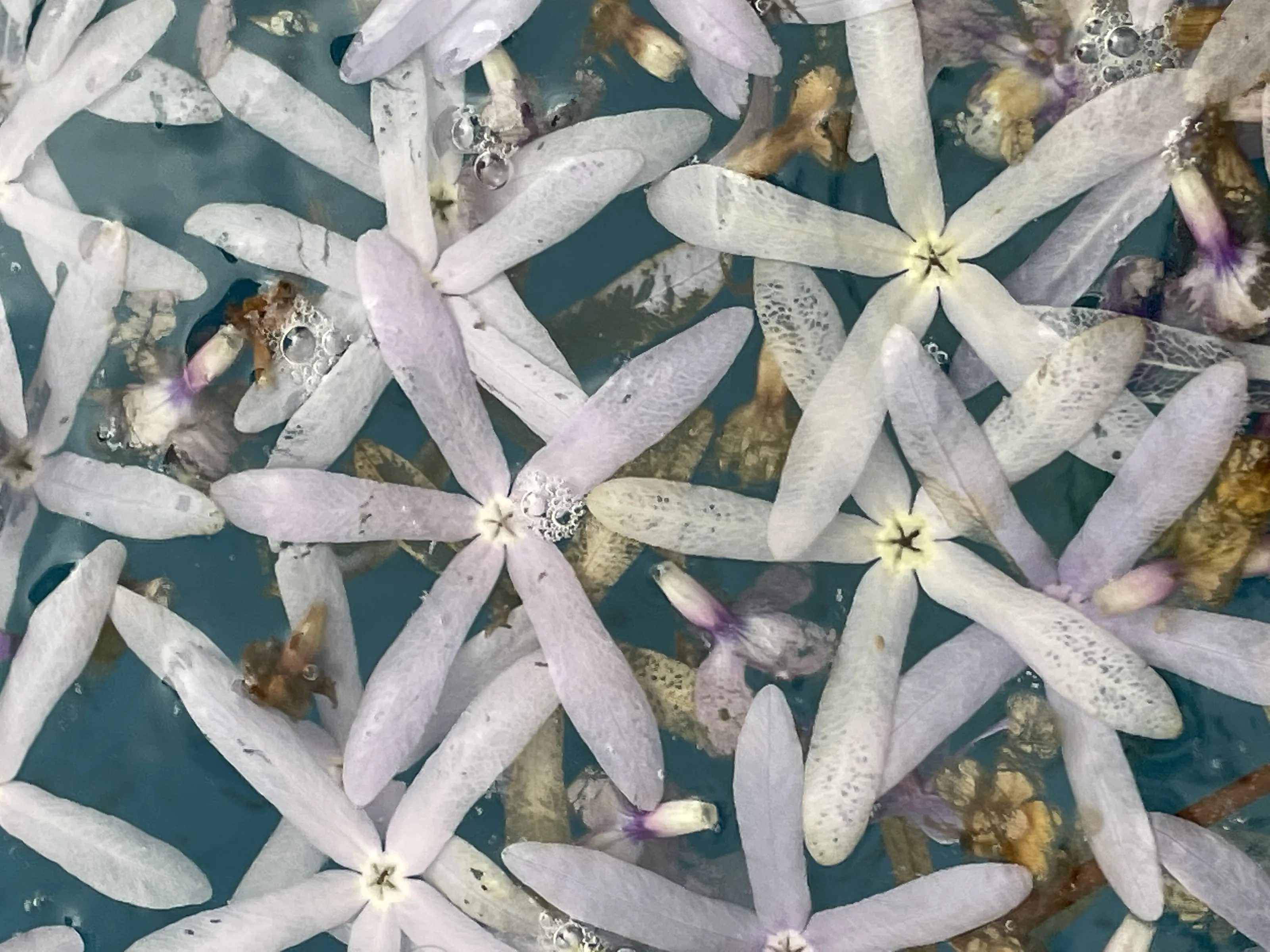 Wisteria petals in water
