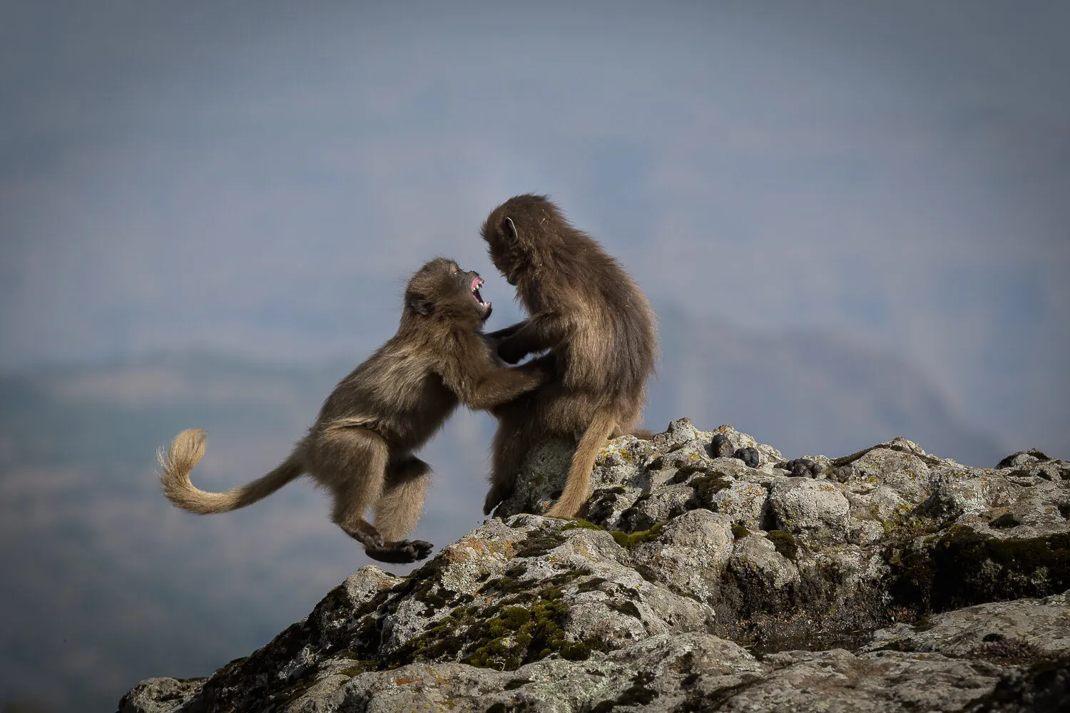 Gelada Baboons Fight