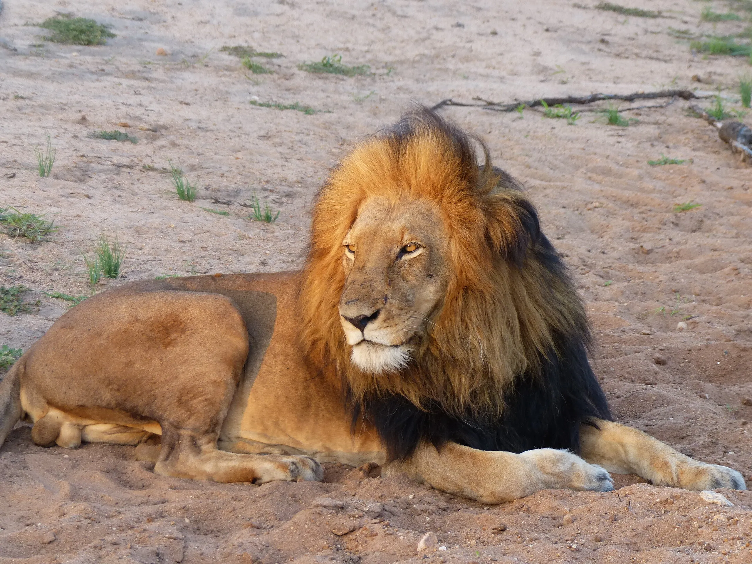King of Kruger