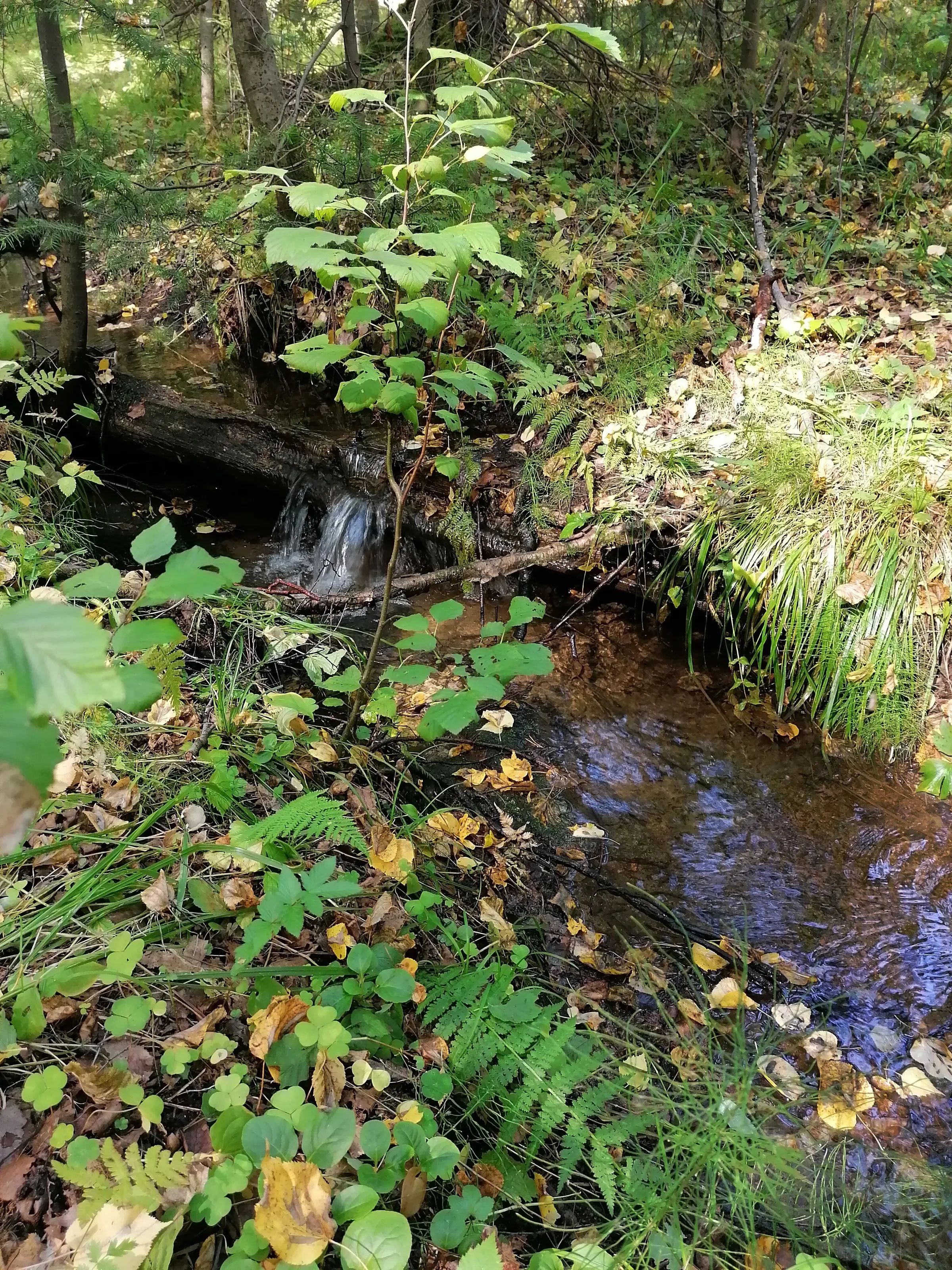 Creek