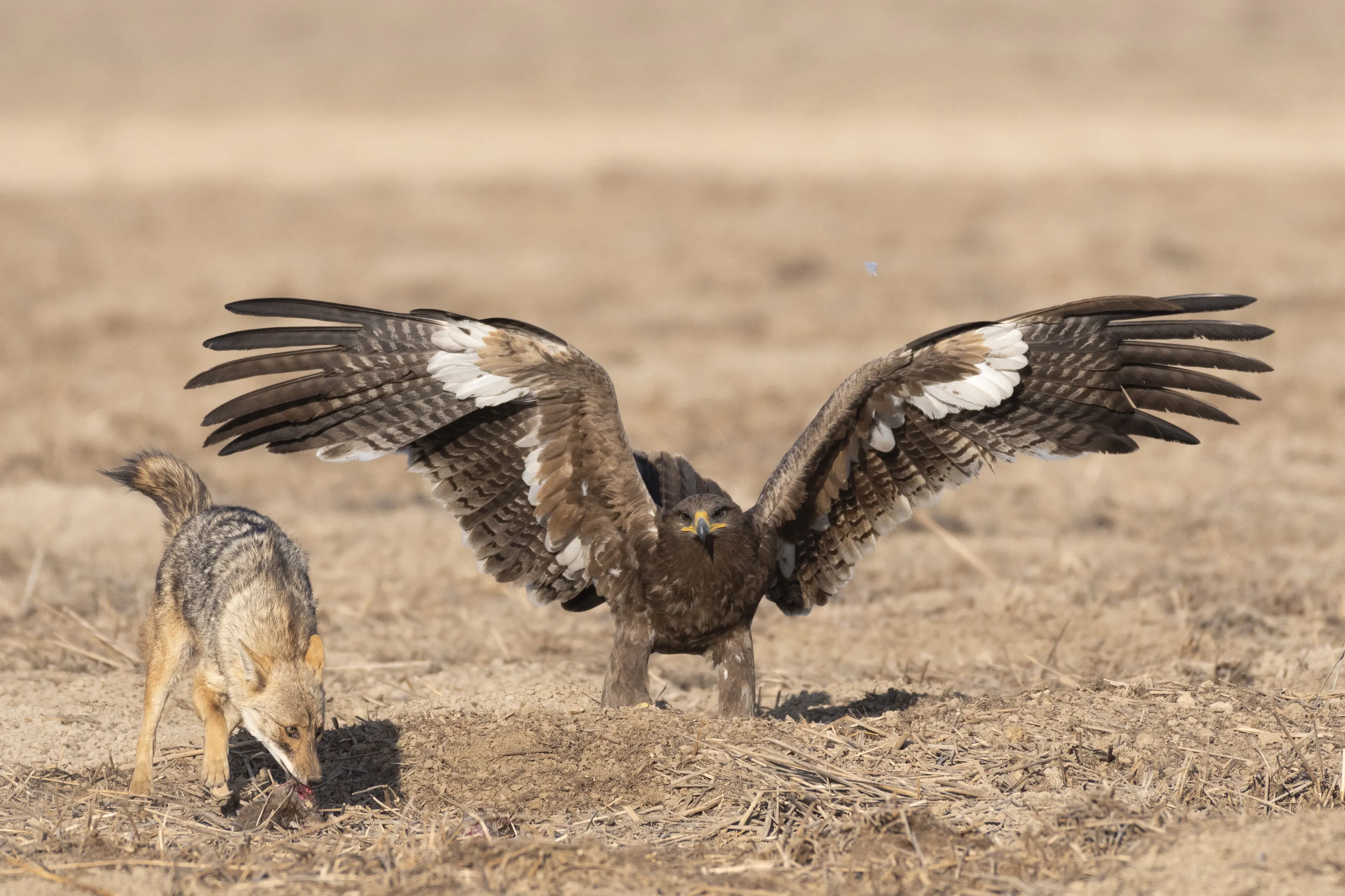 Fight for food