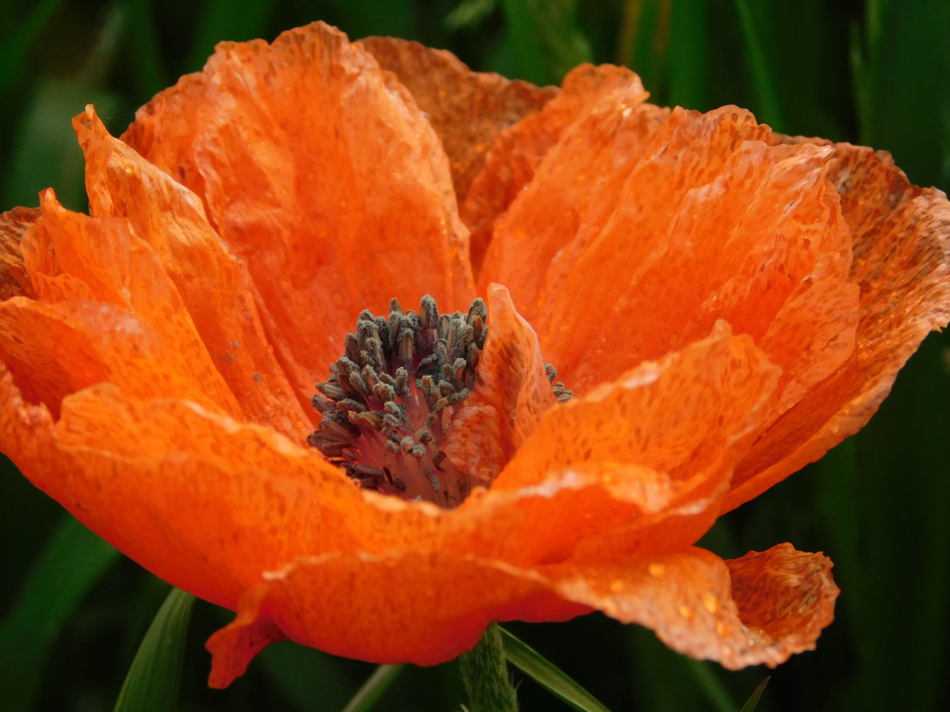 Poppy