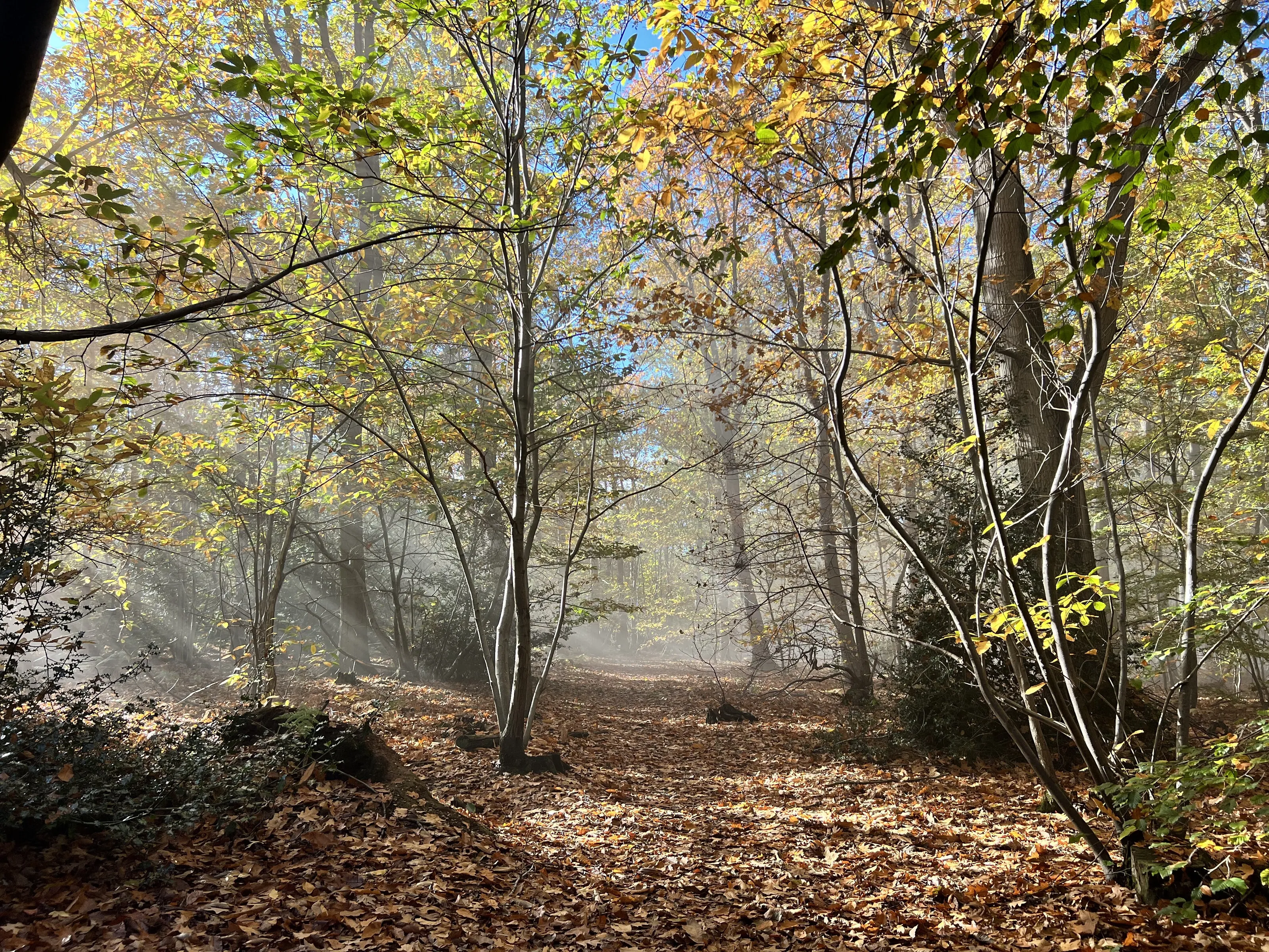 Misty morning
