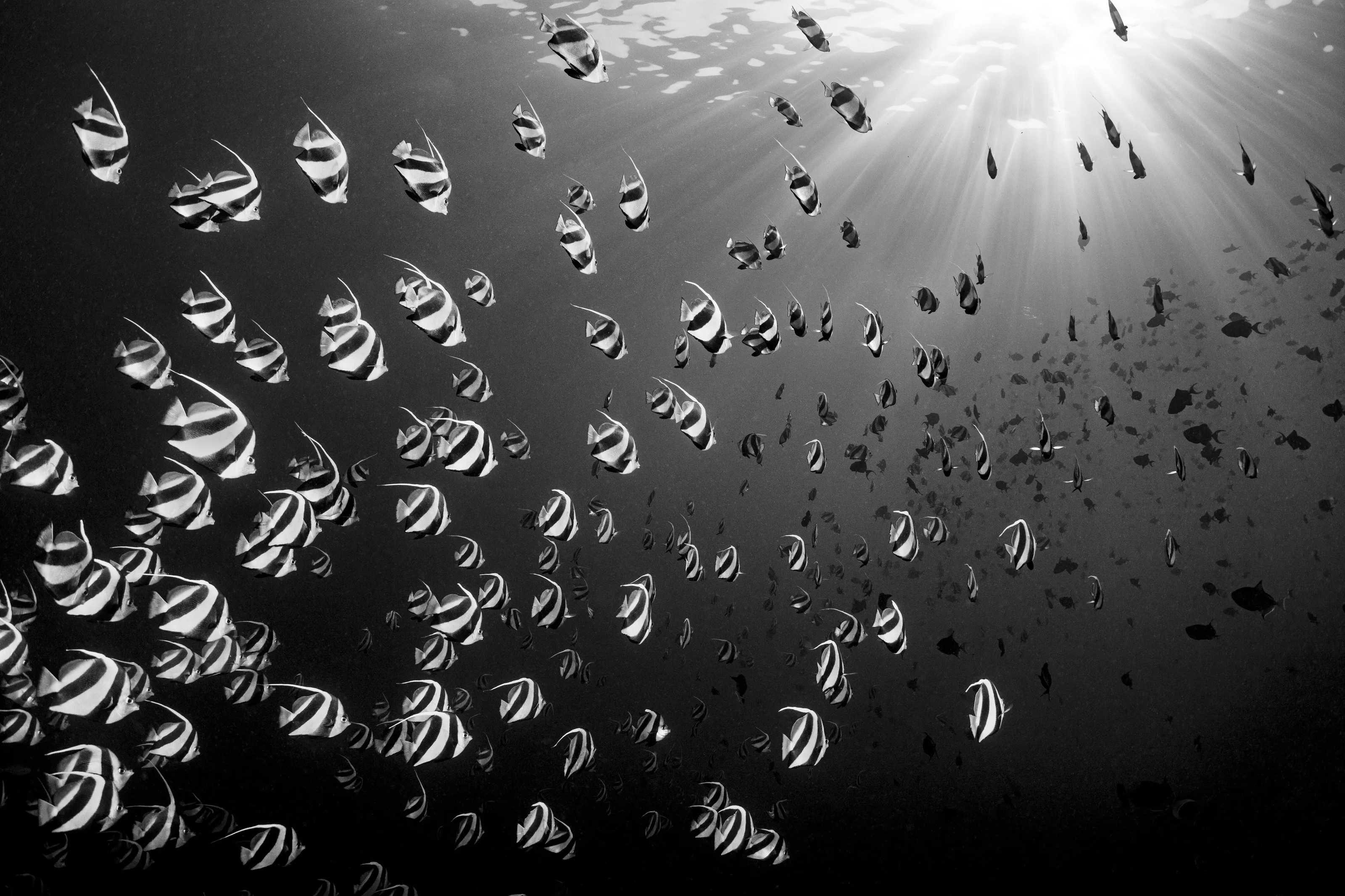 SWIMMING TO THE SUN