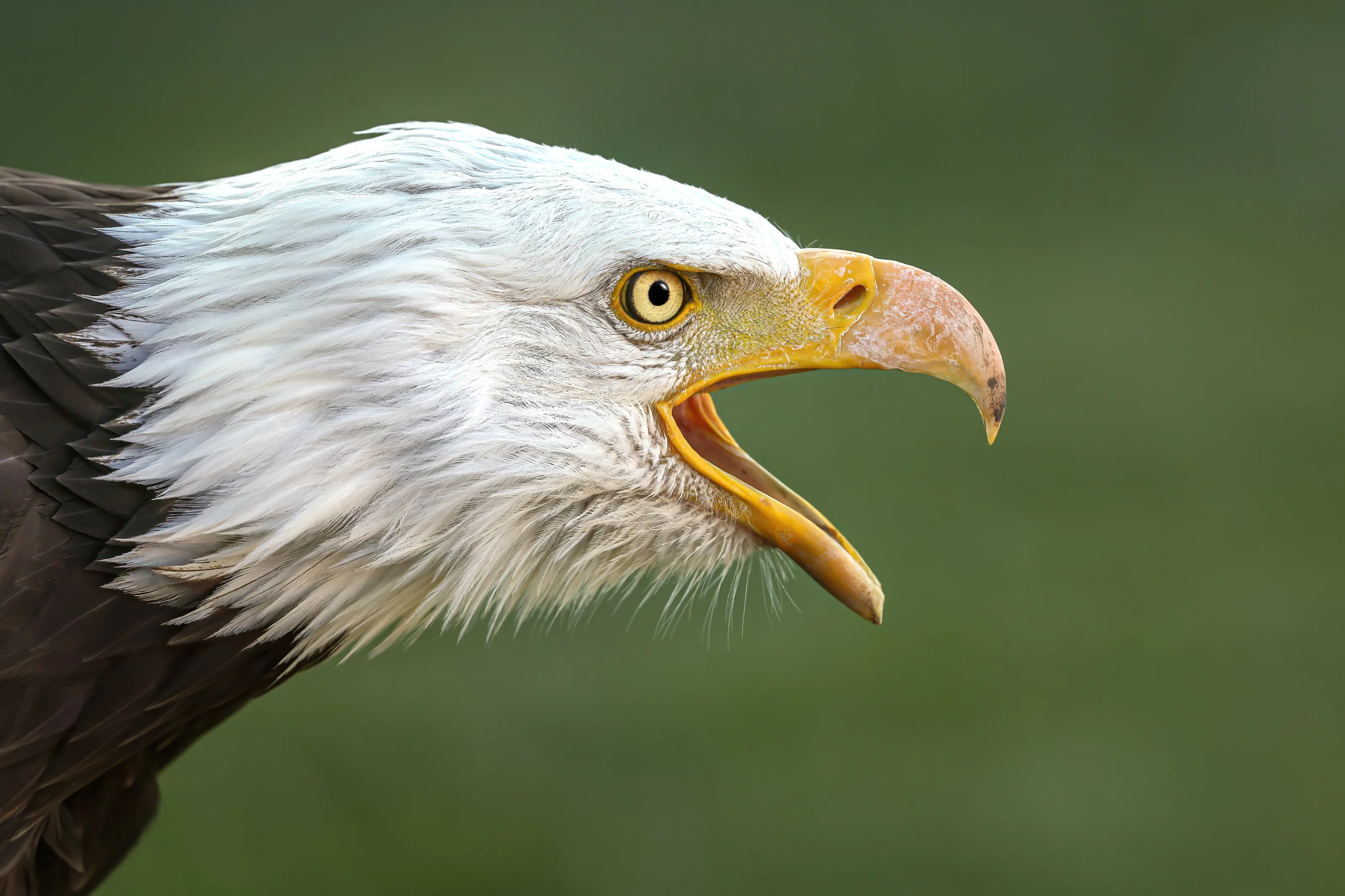 Eagle Eyes