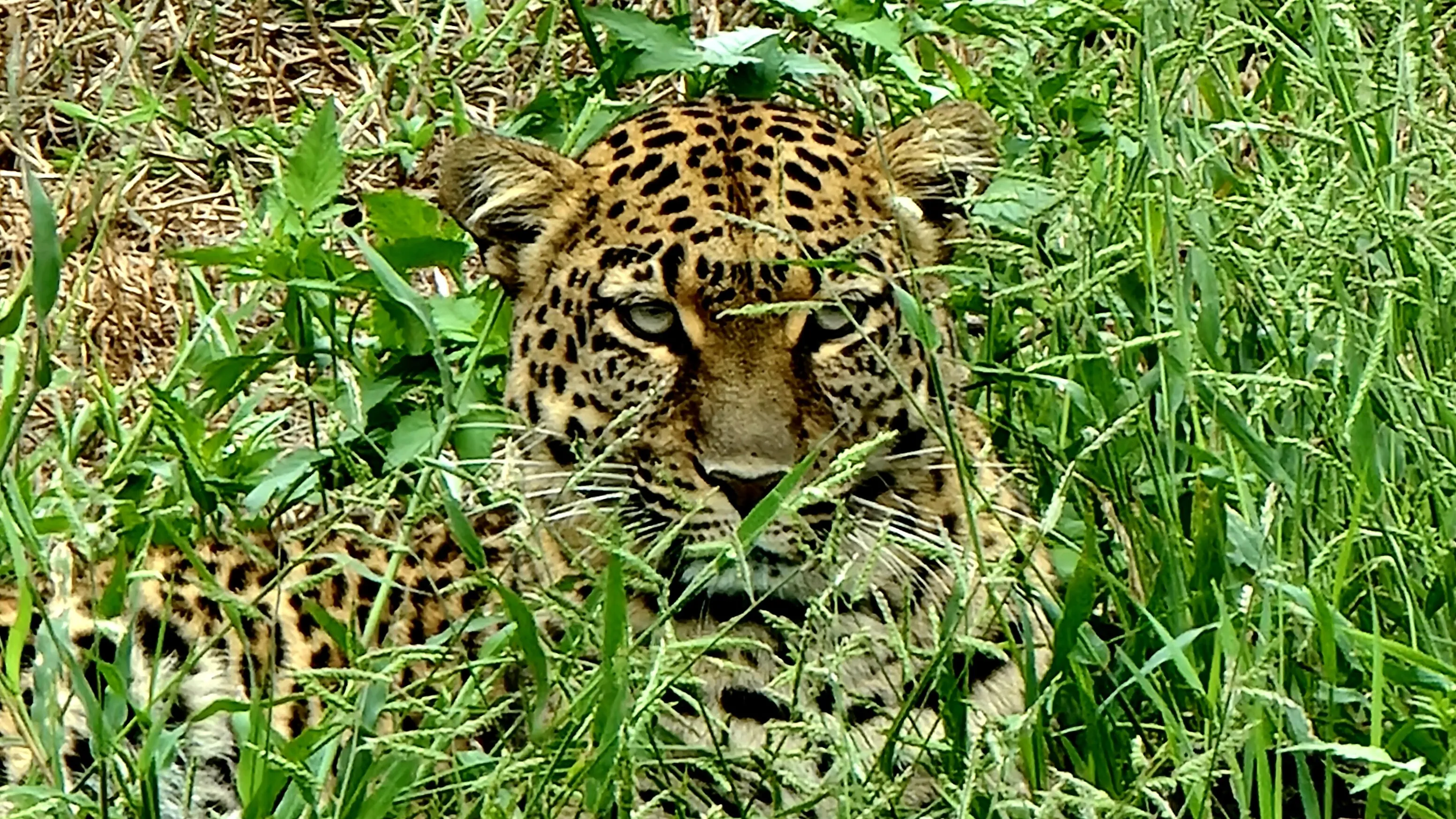 Camouflaged with Attitude