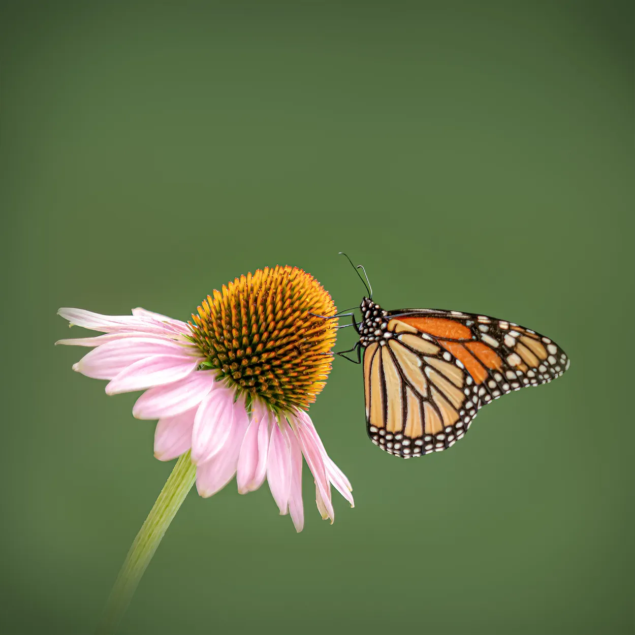 Entry 17135238