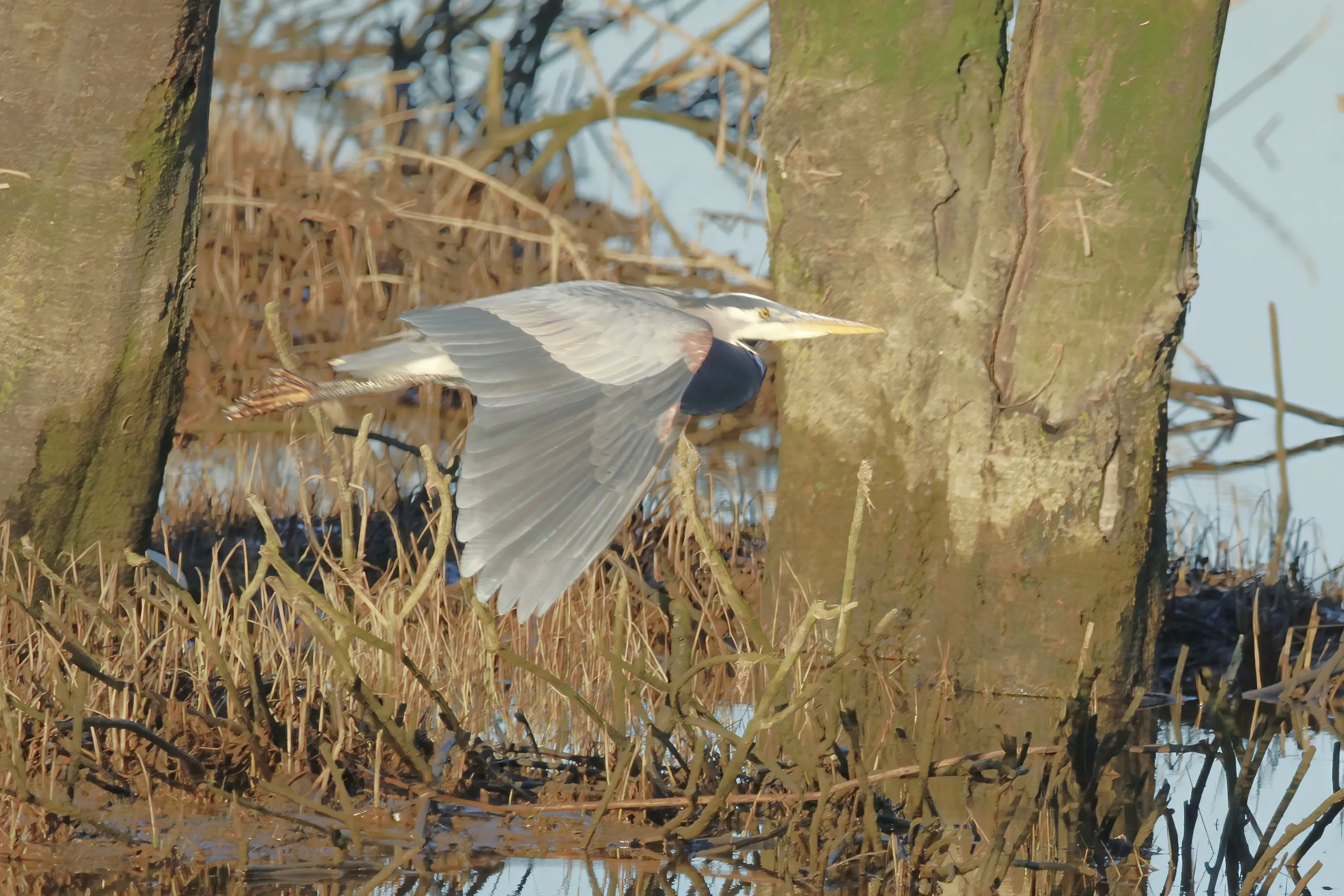 Blue Heron