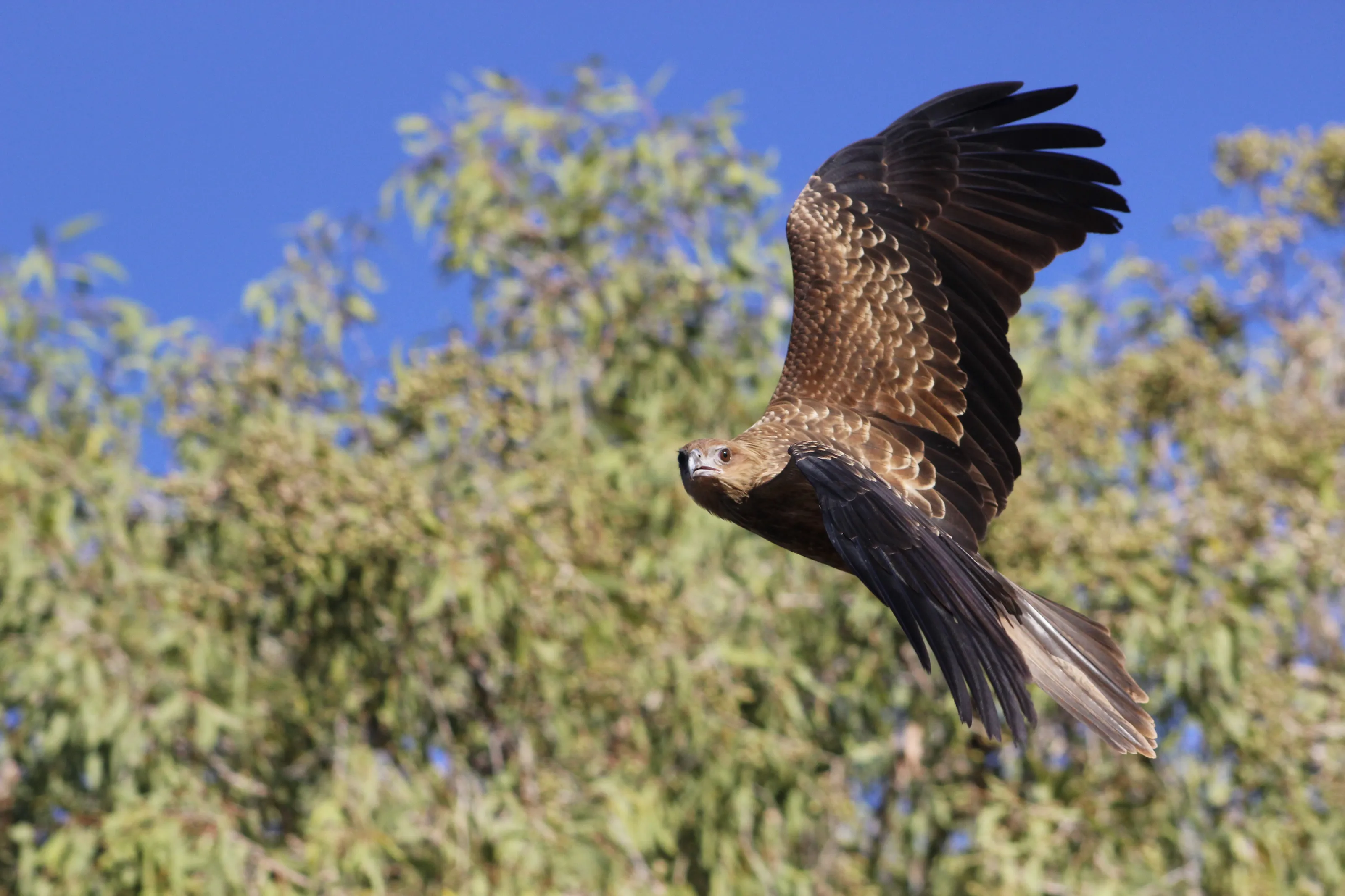On the Wing