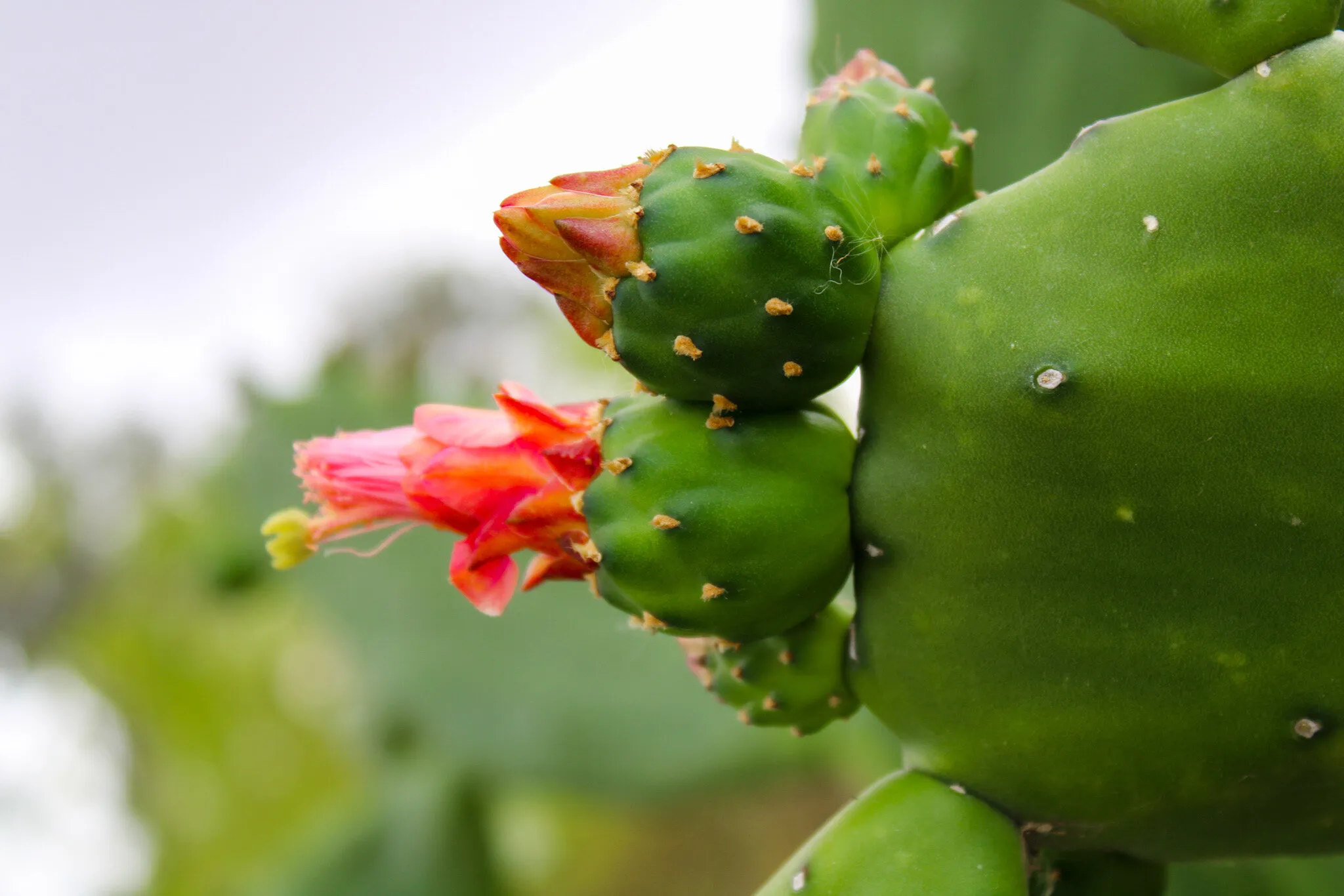 Blooming cactus