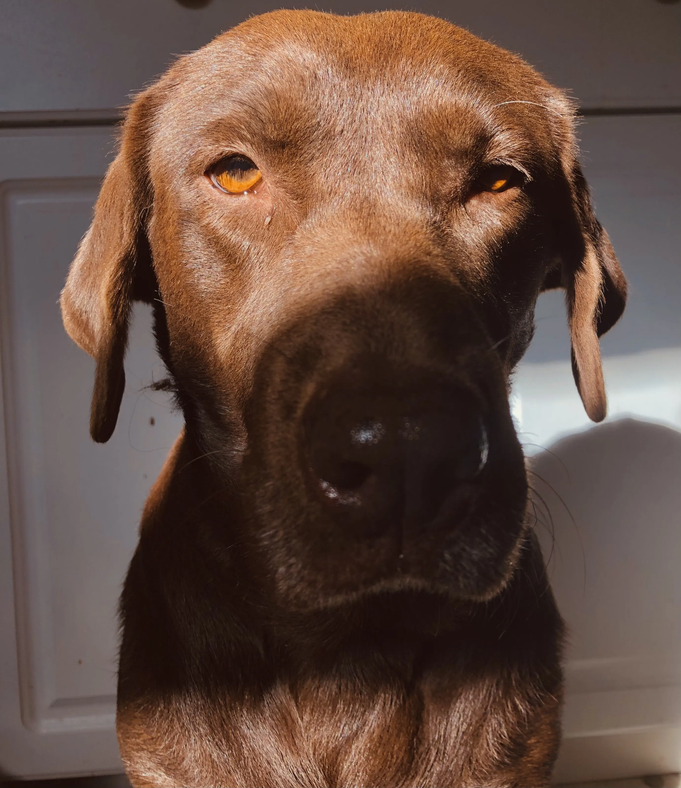 Auburn Eyes