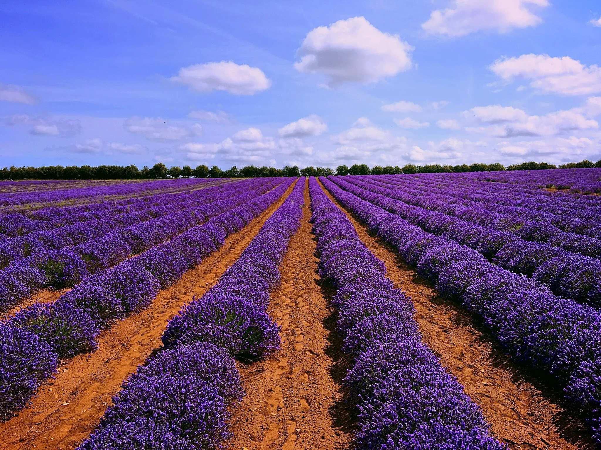 Heacham lavender