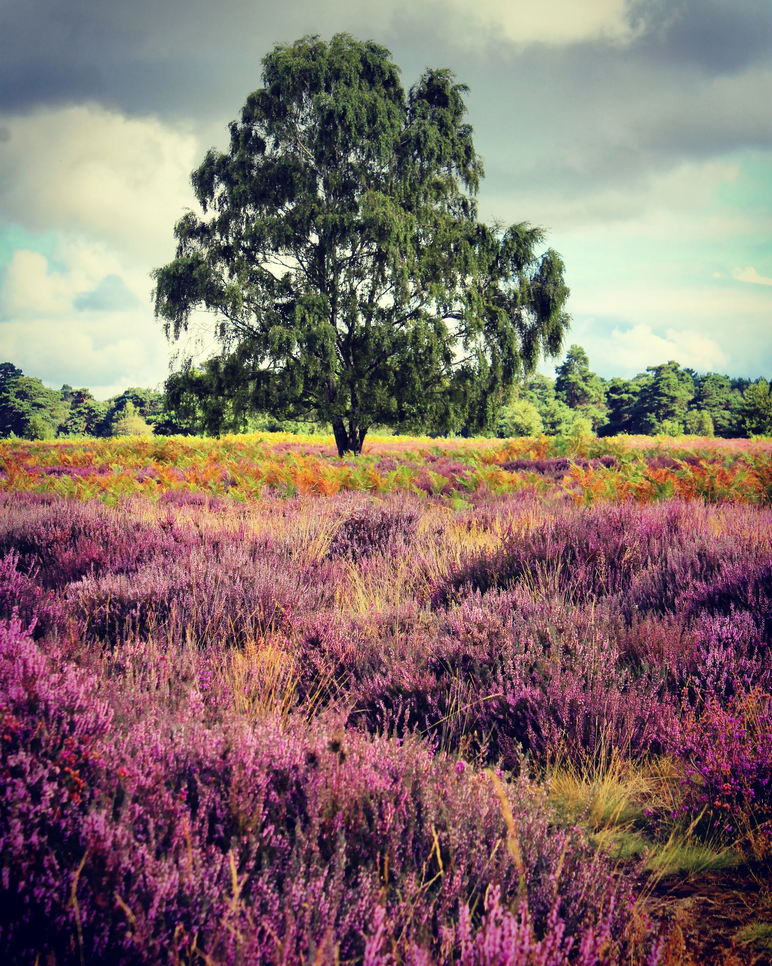 Heathland