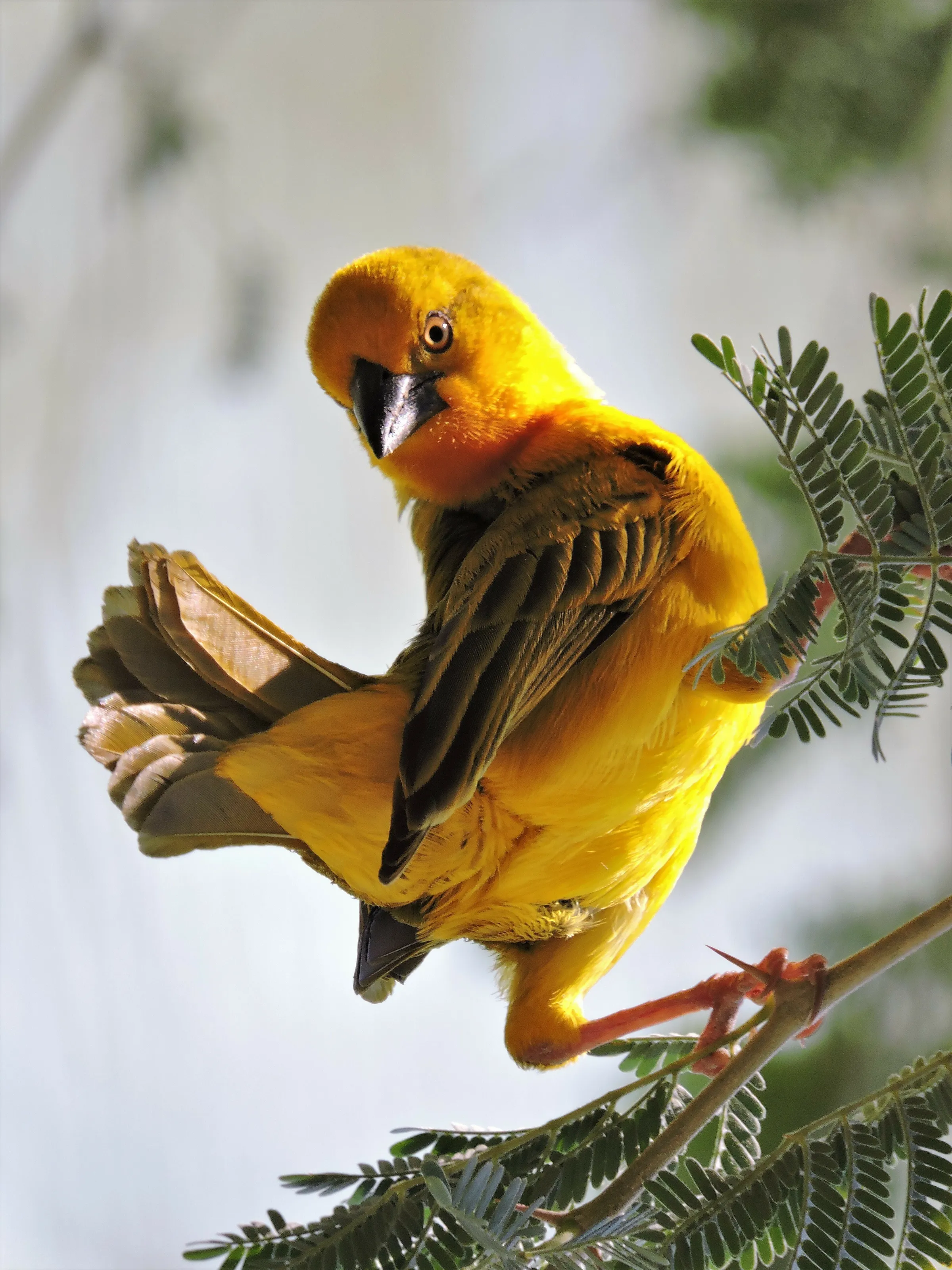 Cape Weaver