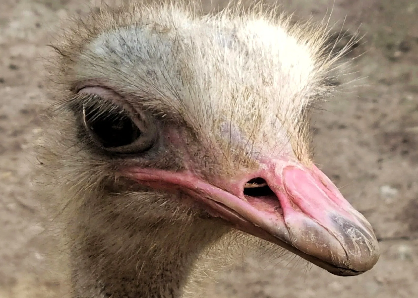 Emu