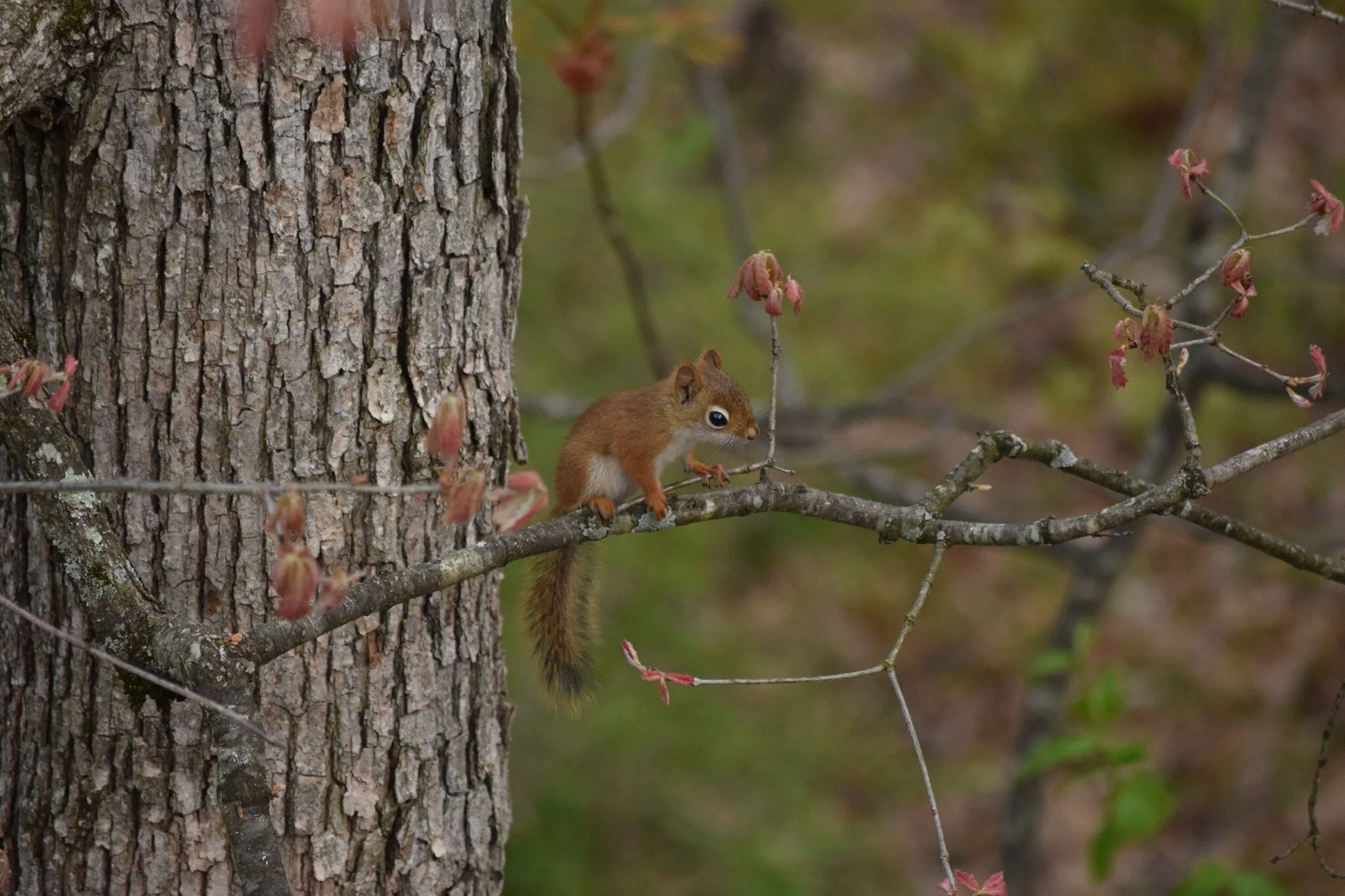 Tiny Squirrel with Spring Blooms