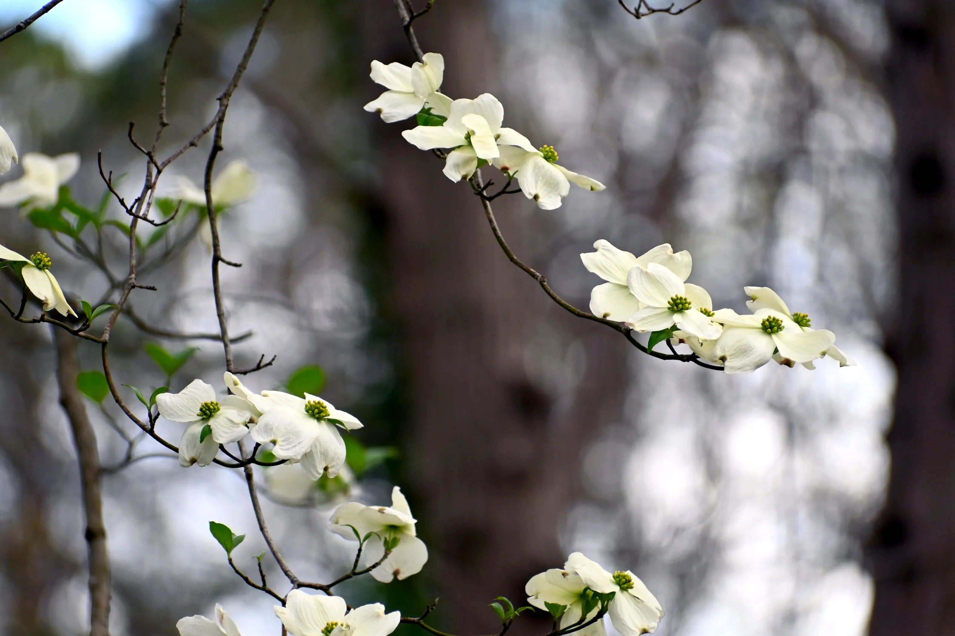 State Tree