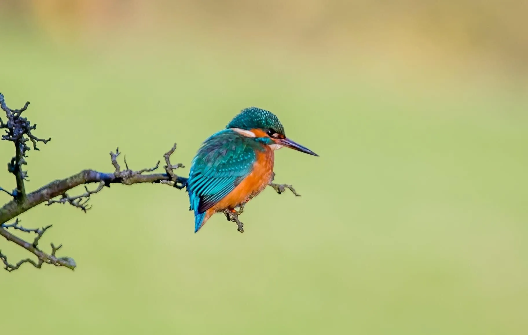Kingfisher
