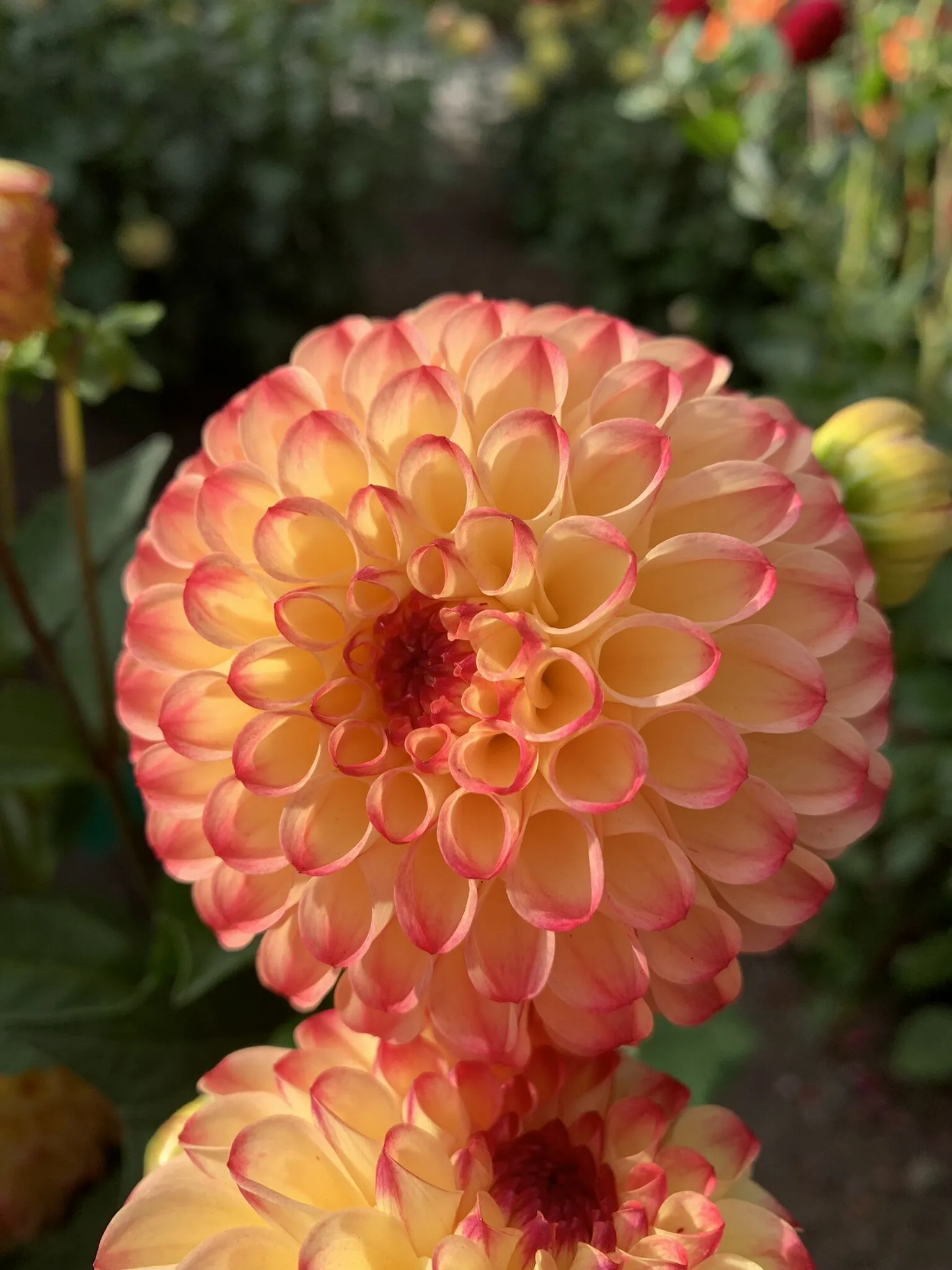 Dahlia in bloom