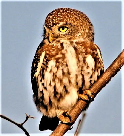 scops owl