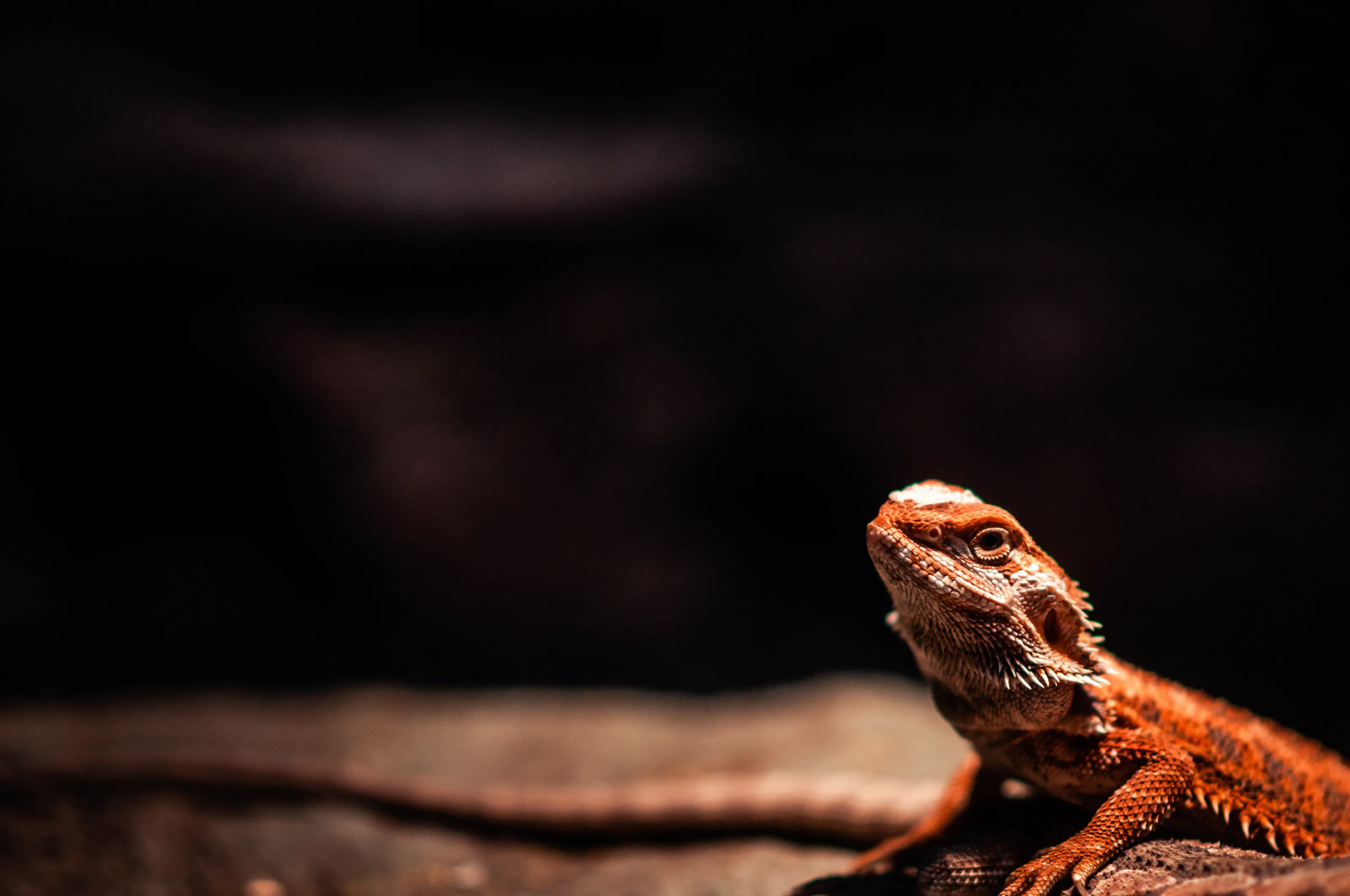Little Proud Dragon