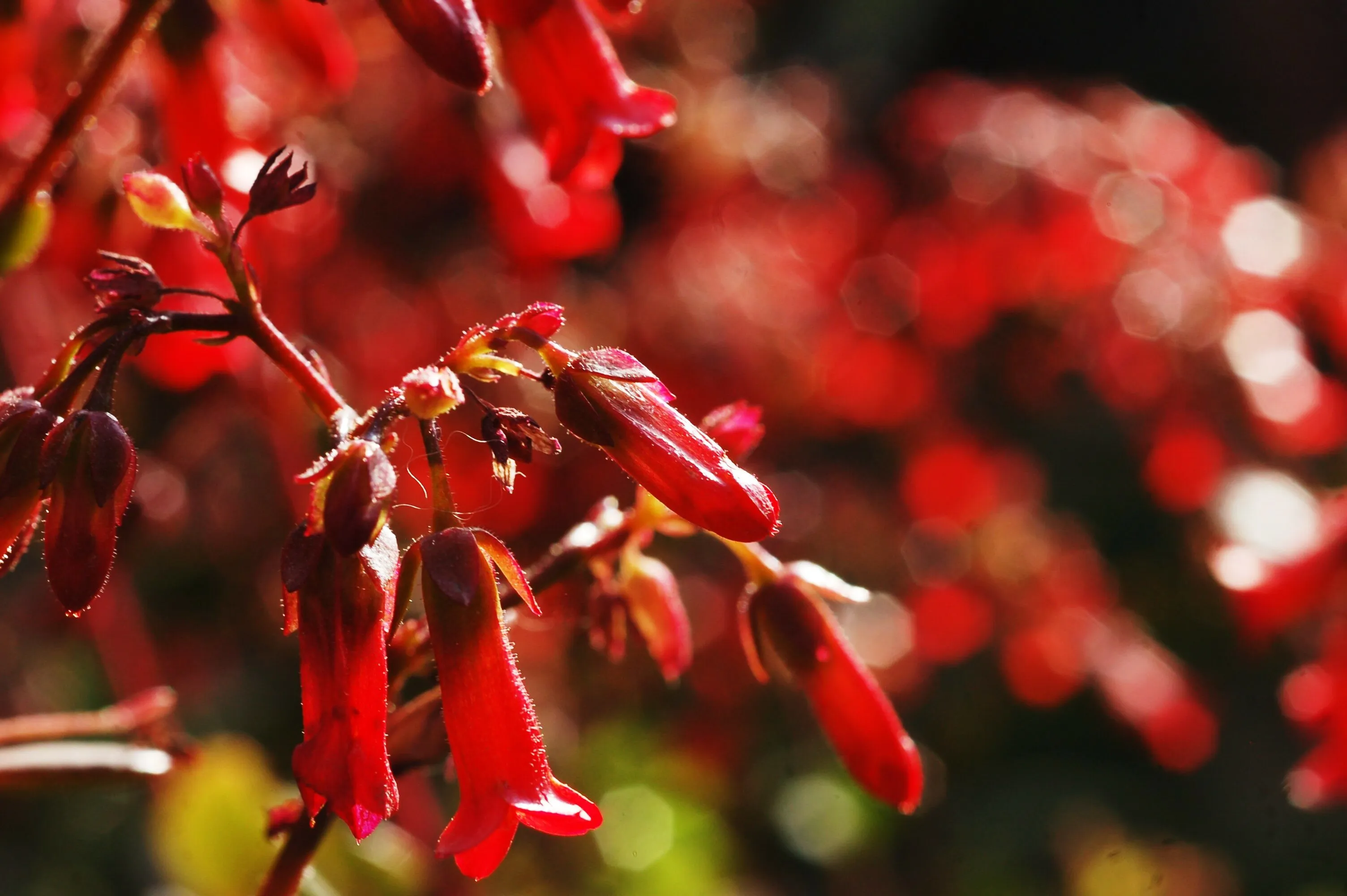 Red Flowers
