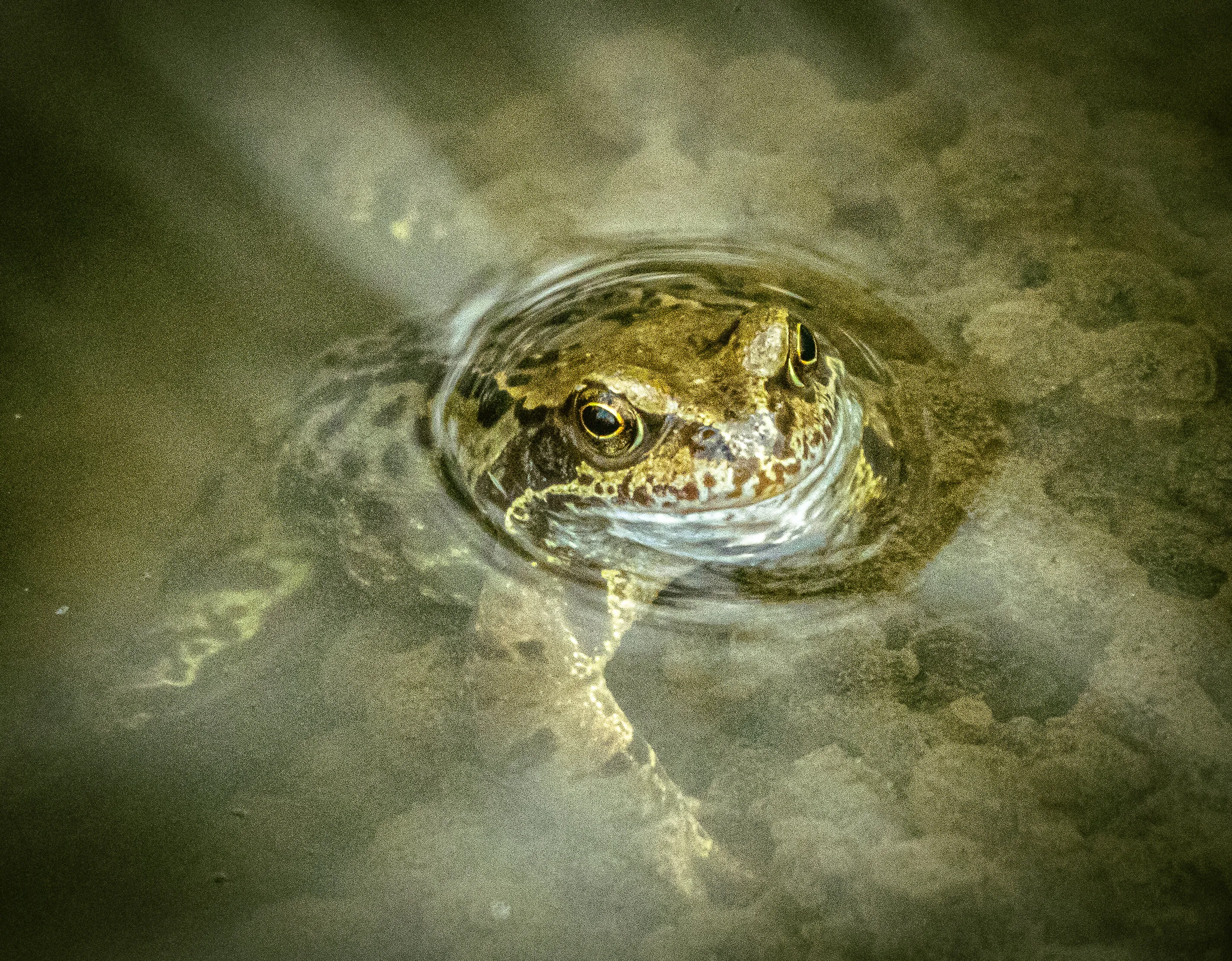 Surfacing!