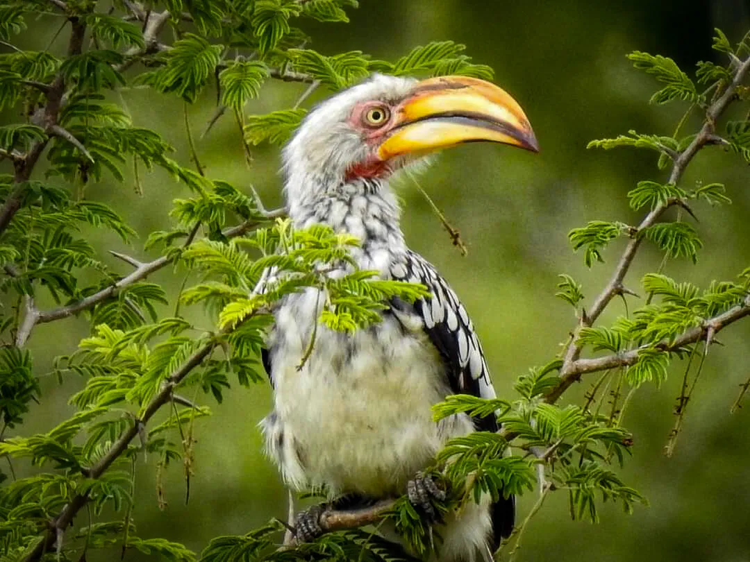 Southern Yellow billed hornbill