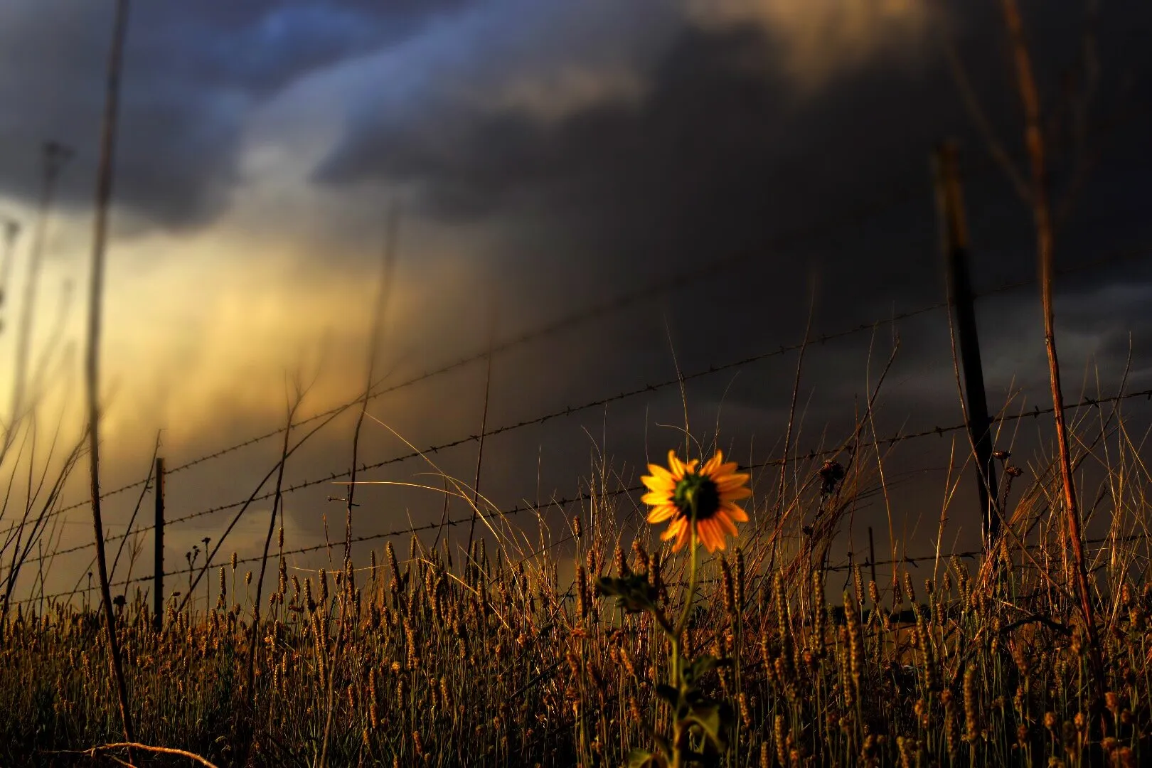 Stormy Beauty