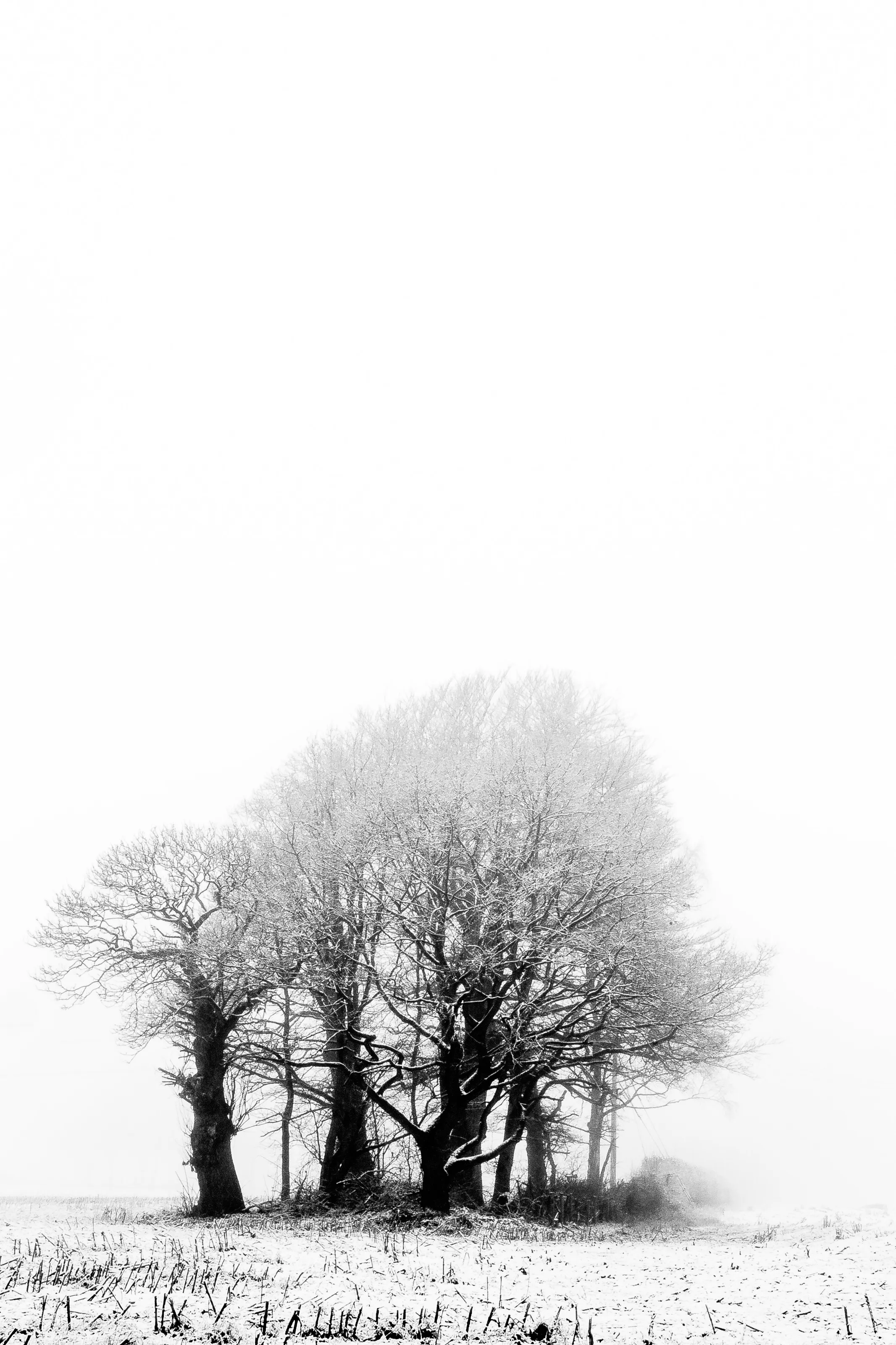 oak in a winter coat