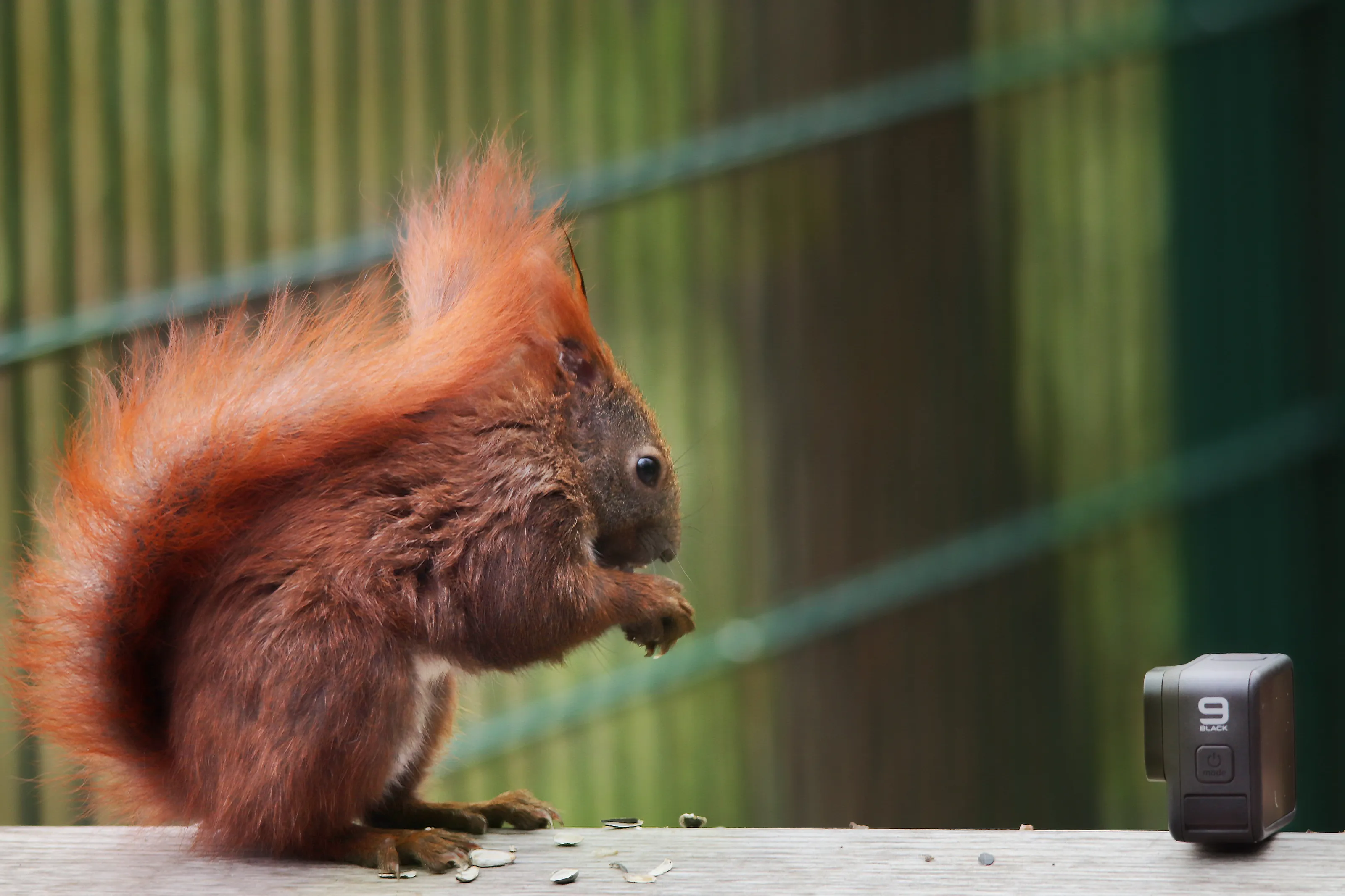 Are red squirrels hanging out in the wrong forests ?
