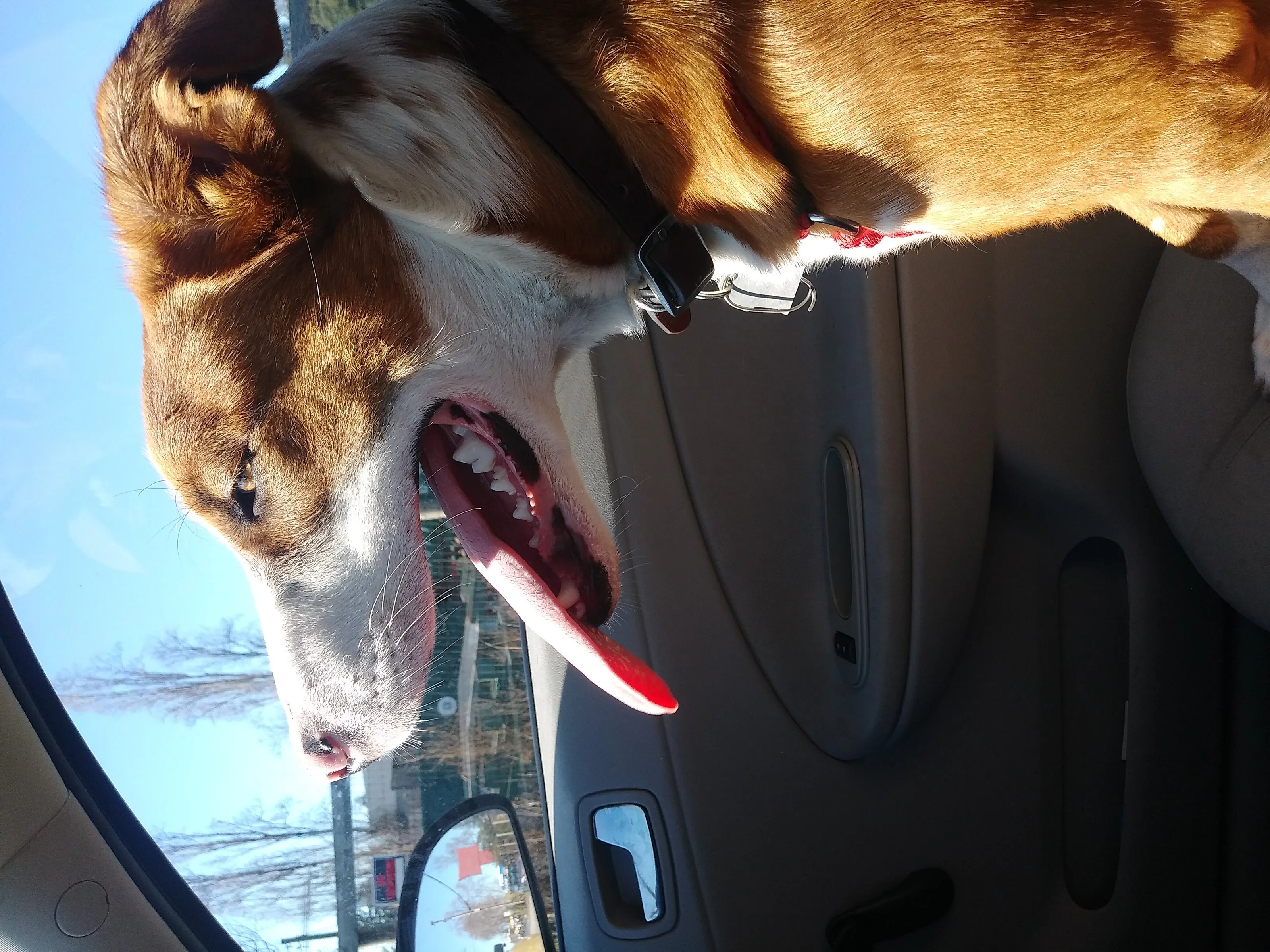 Love of car rides