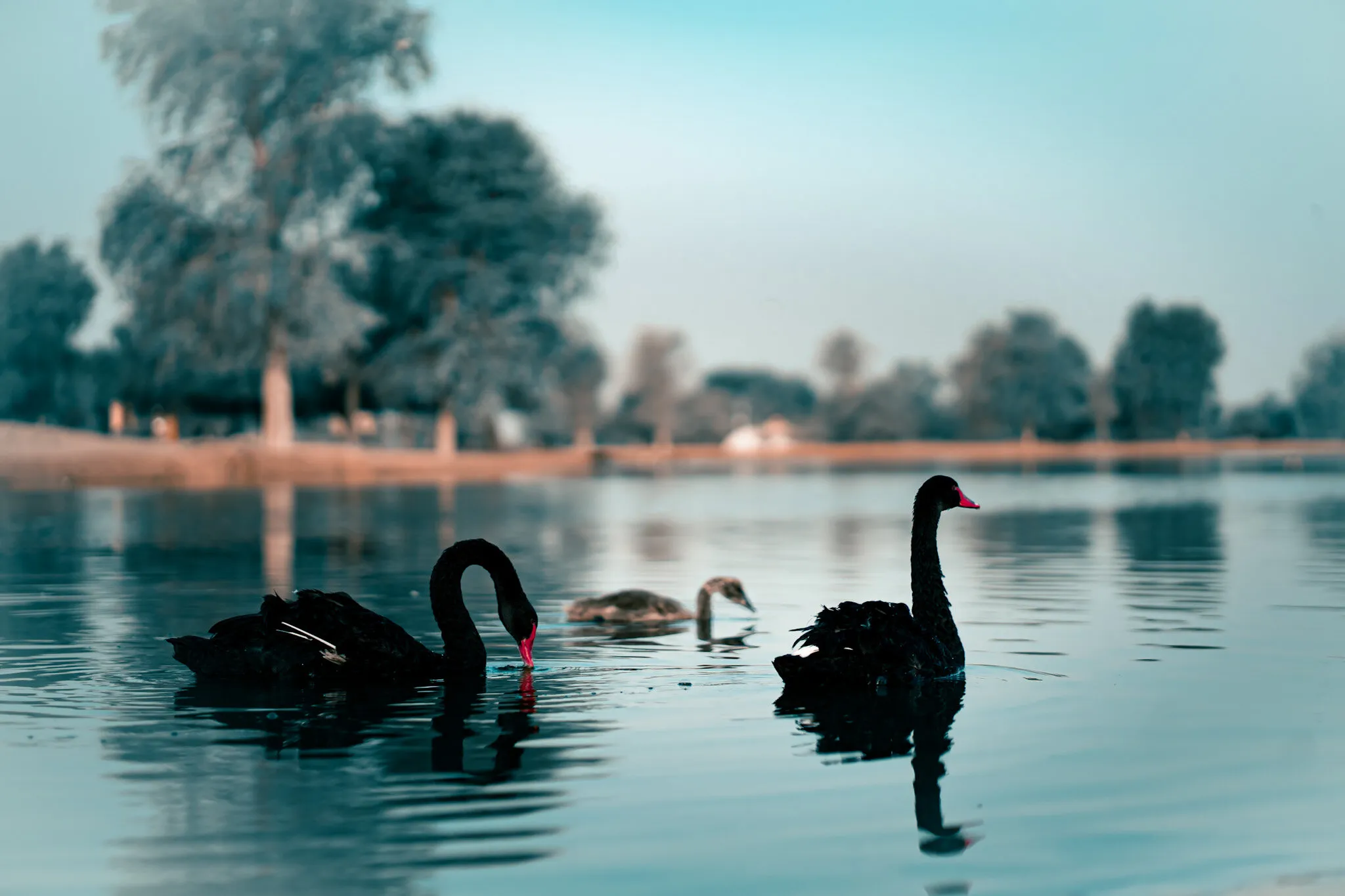 The Family Day Out