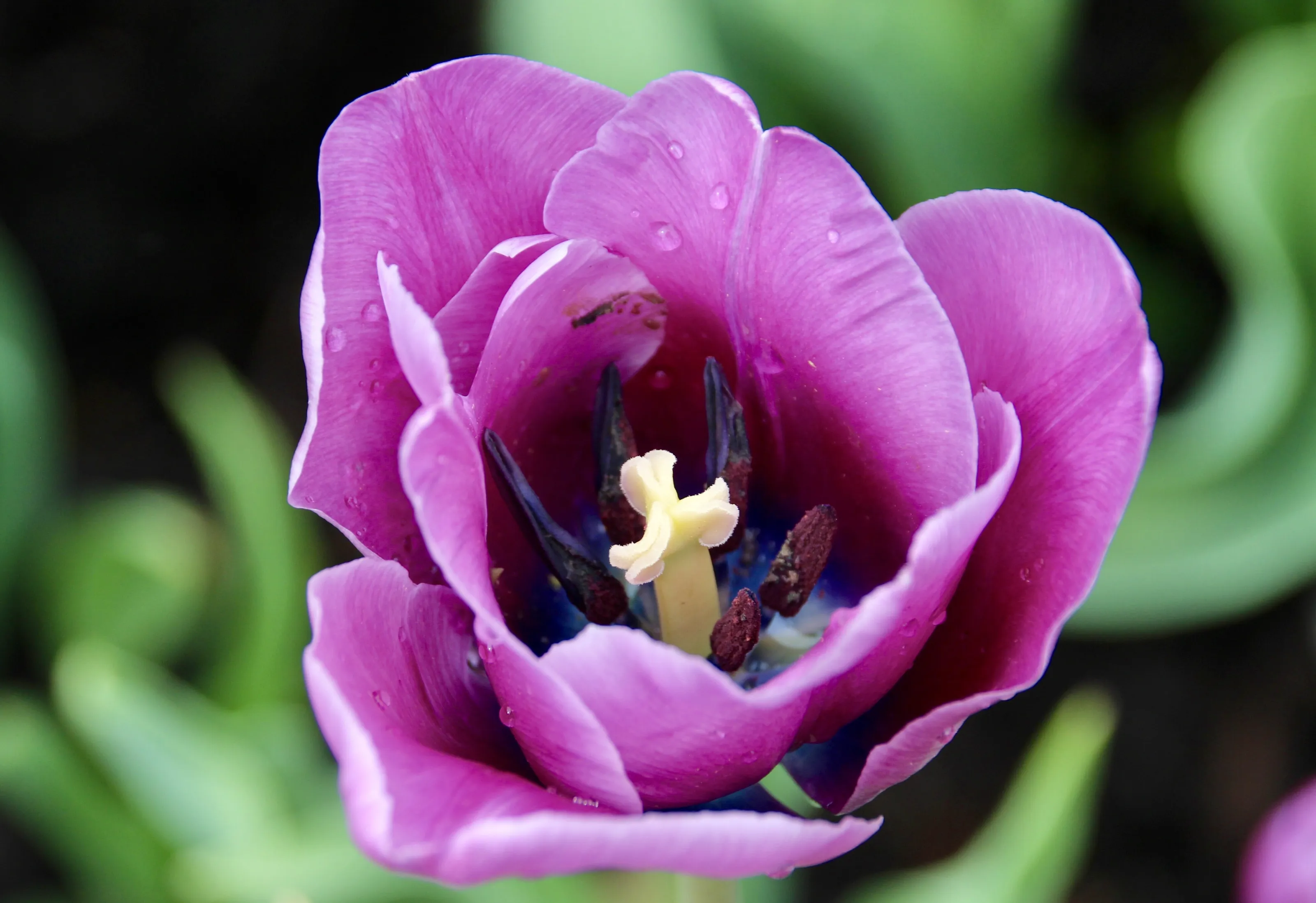 Tulip Beauty