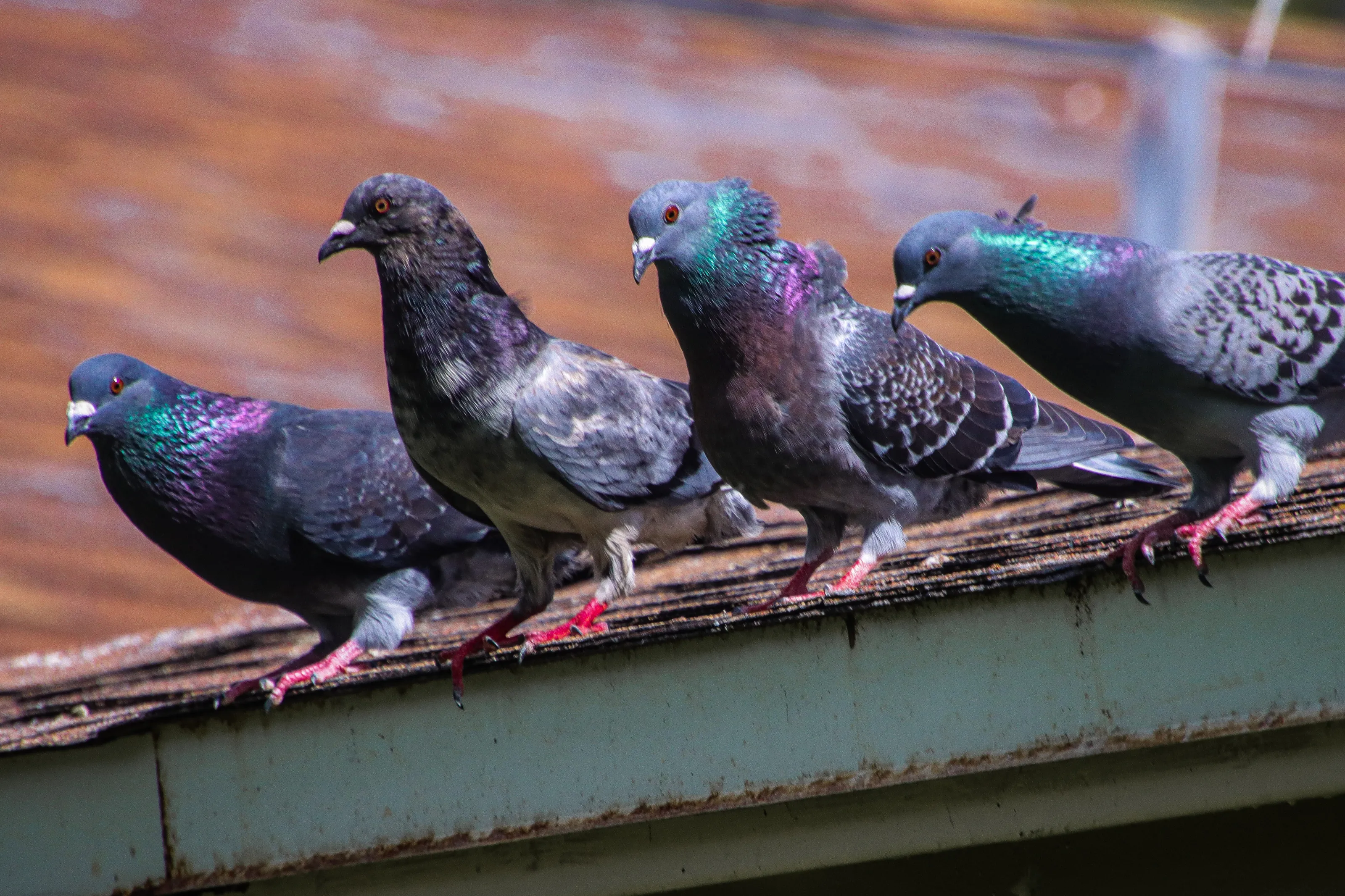 Iridescent pigeons.