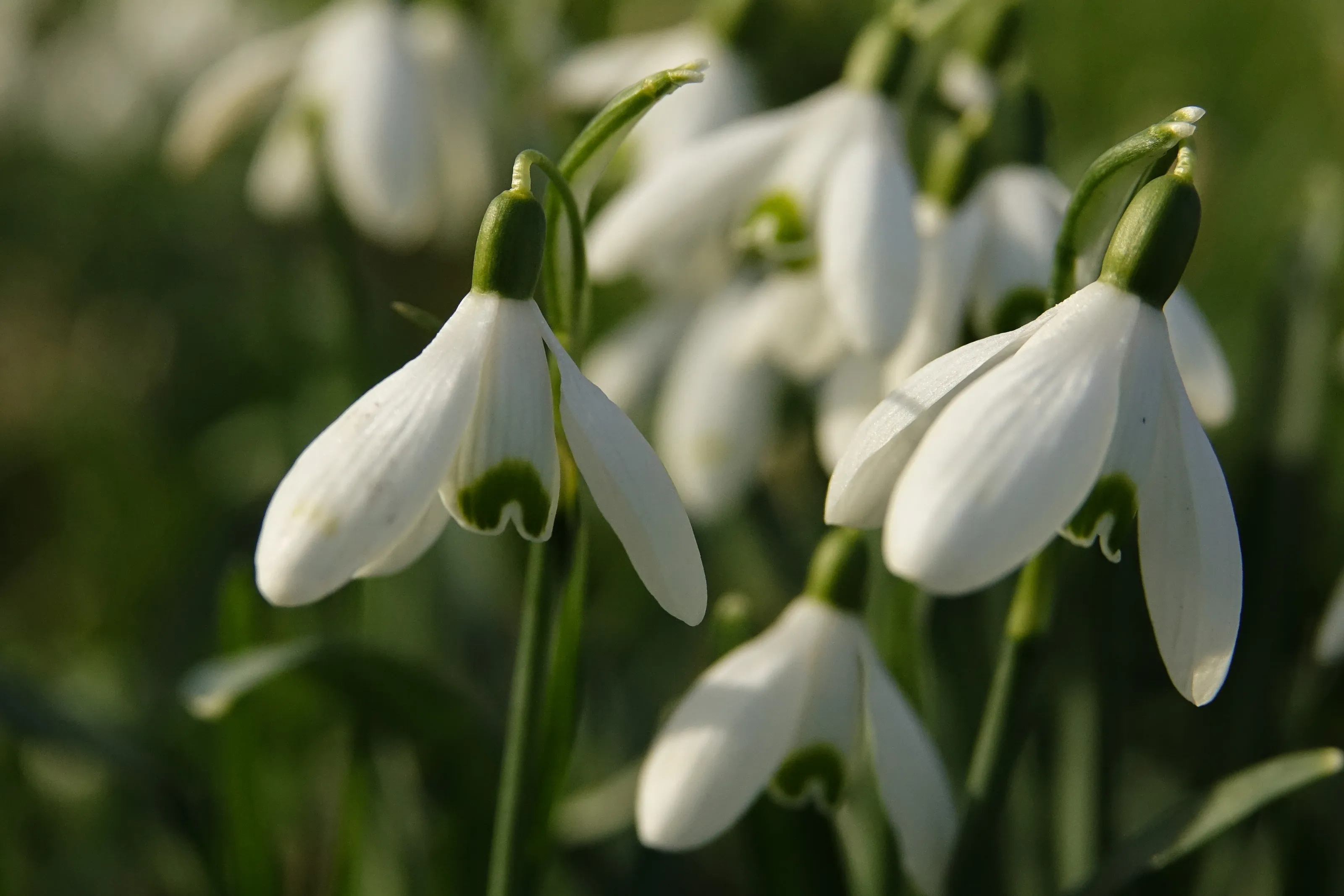 Snowdrops