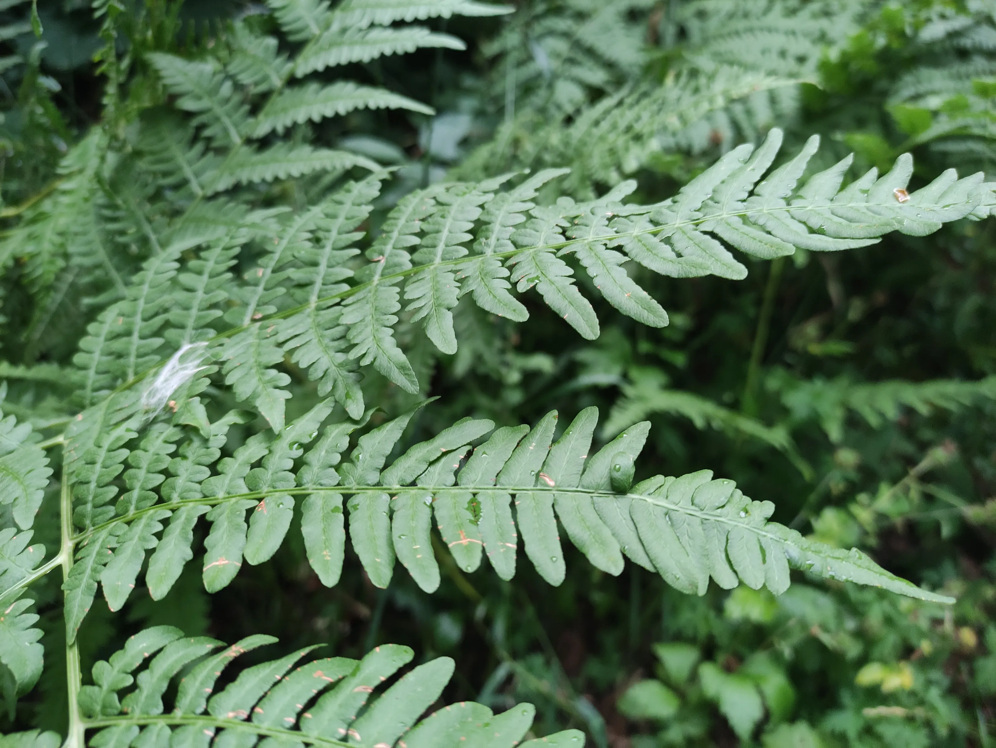 Fern