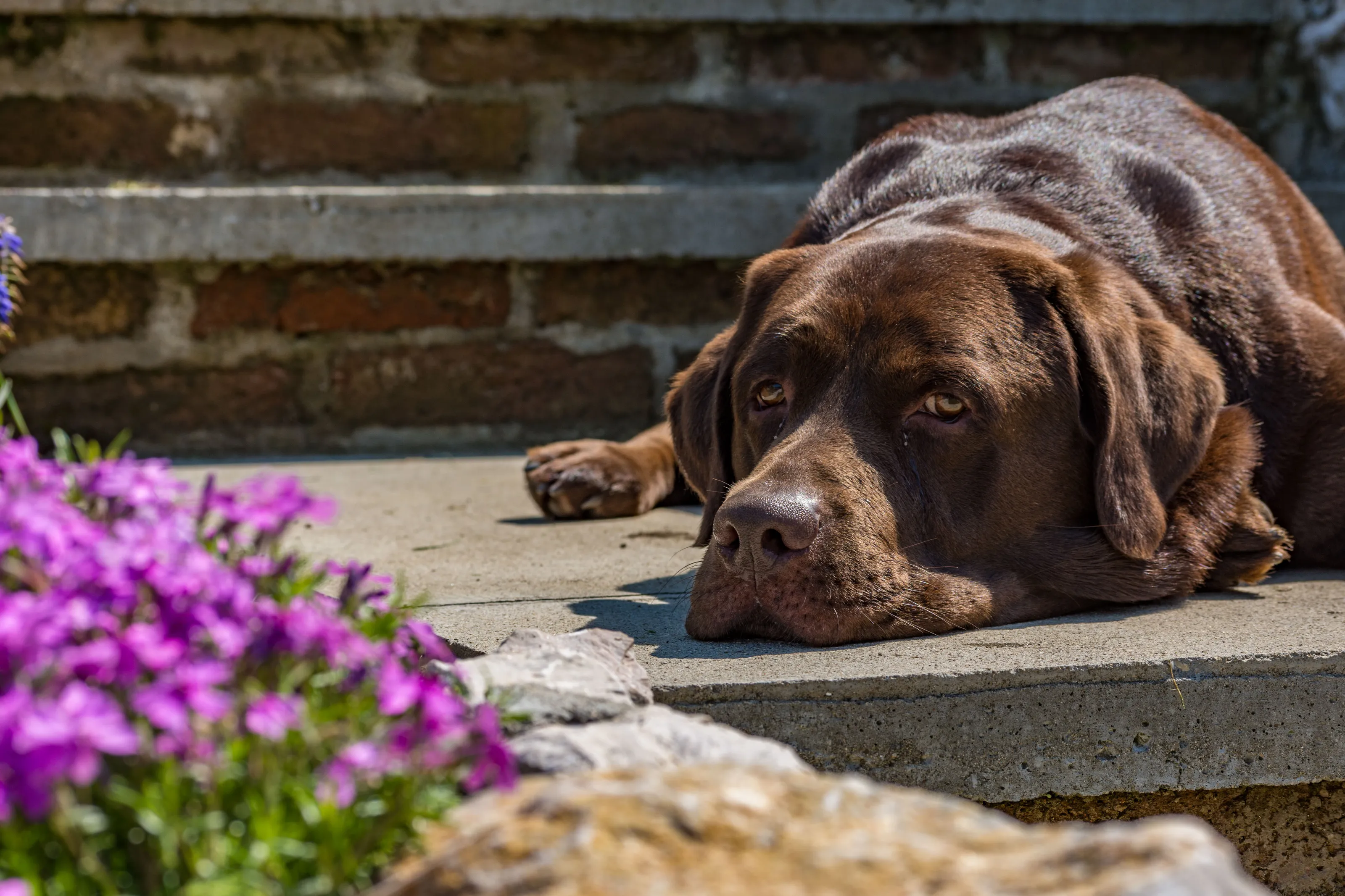 Resting in the sun