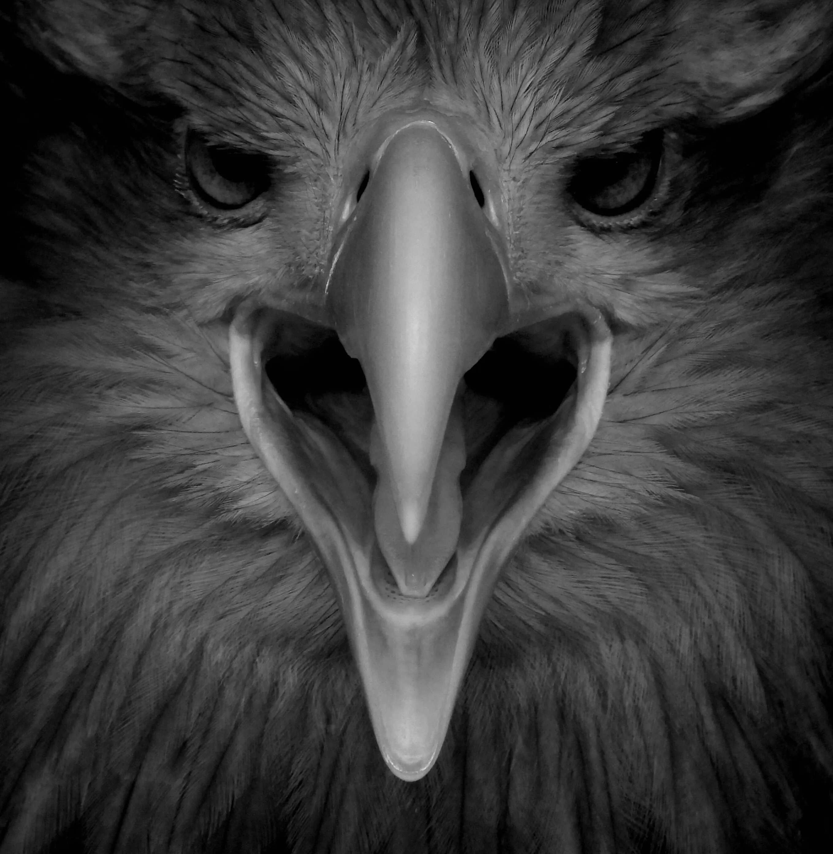 Eagle Eyes