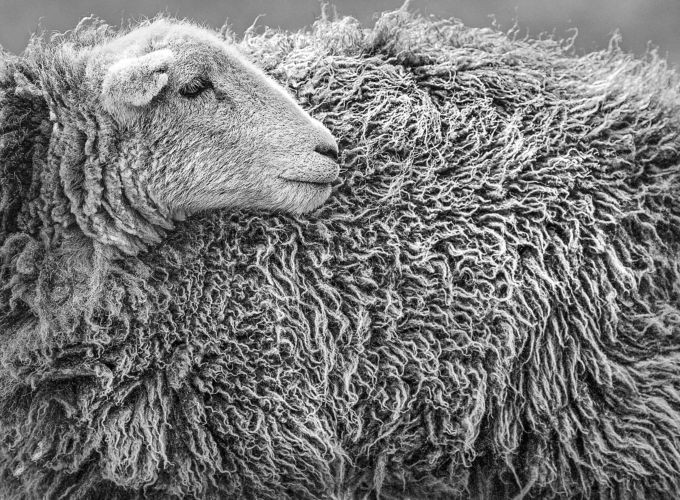 Fleece