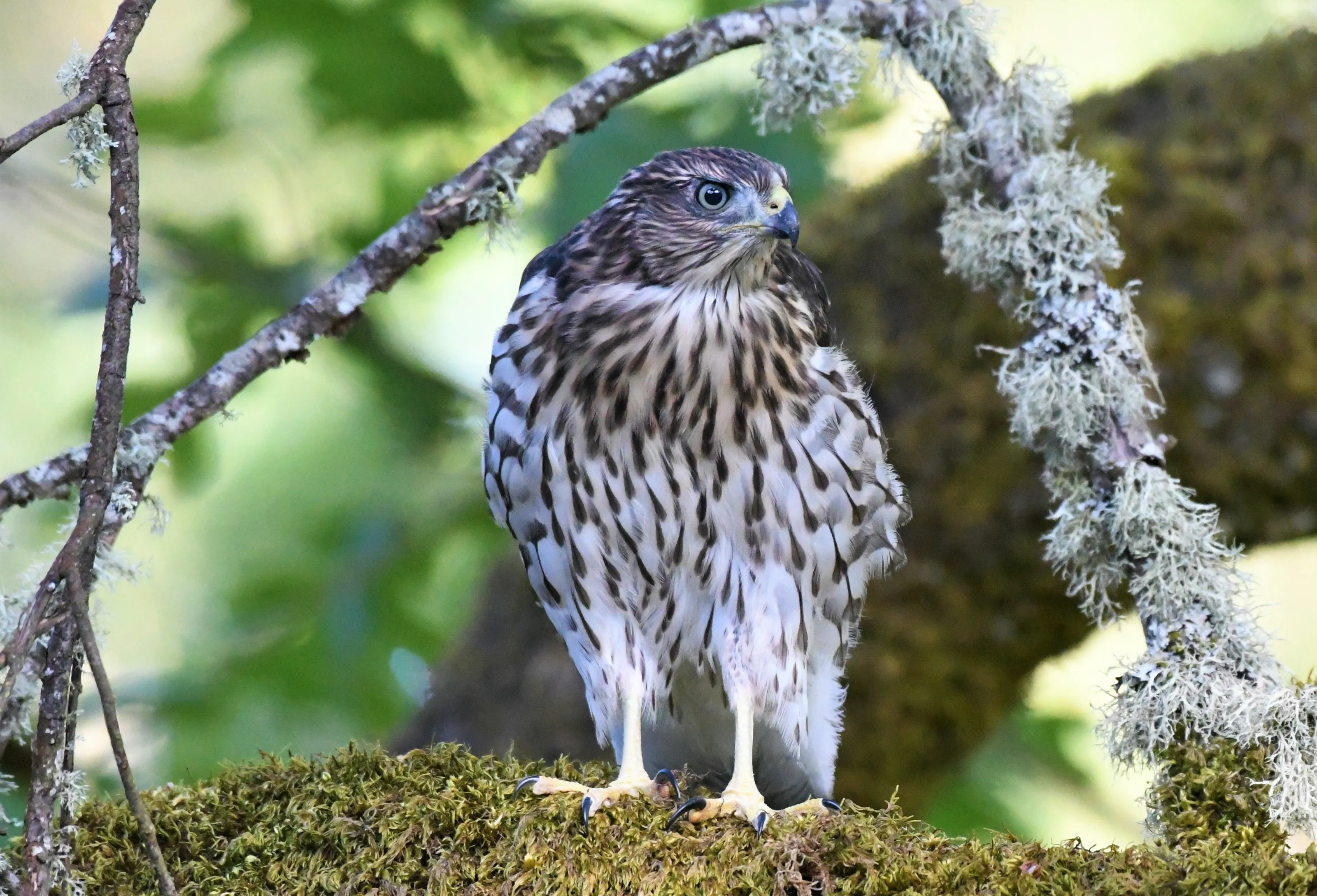 Fledgling Coopers Hawk