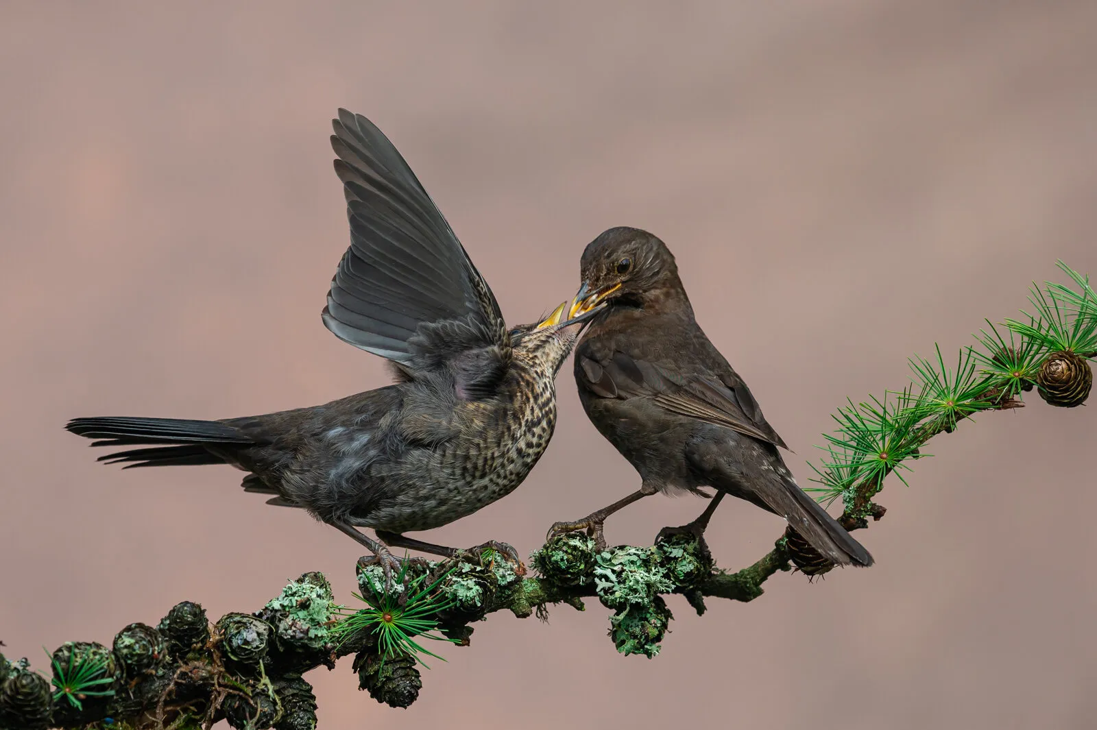 Feeding Blackbirds